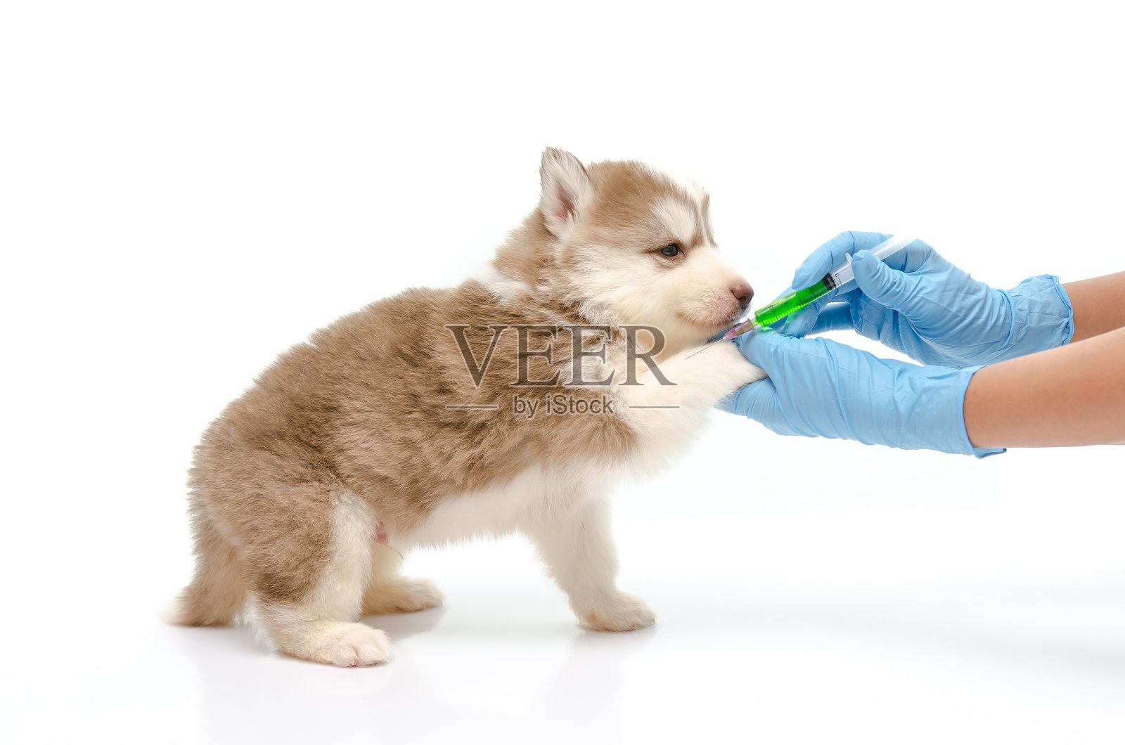 兽医正在给小狗注射疫苗照片摄影图片