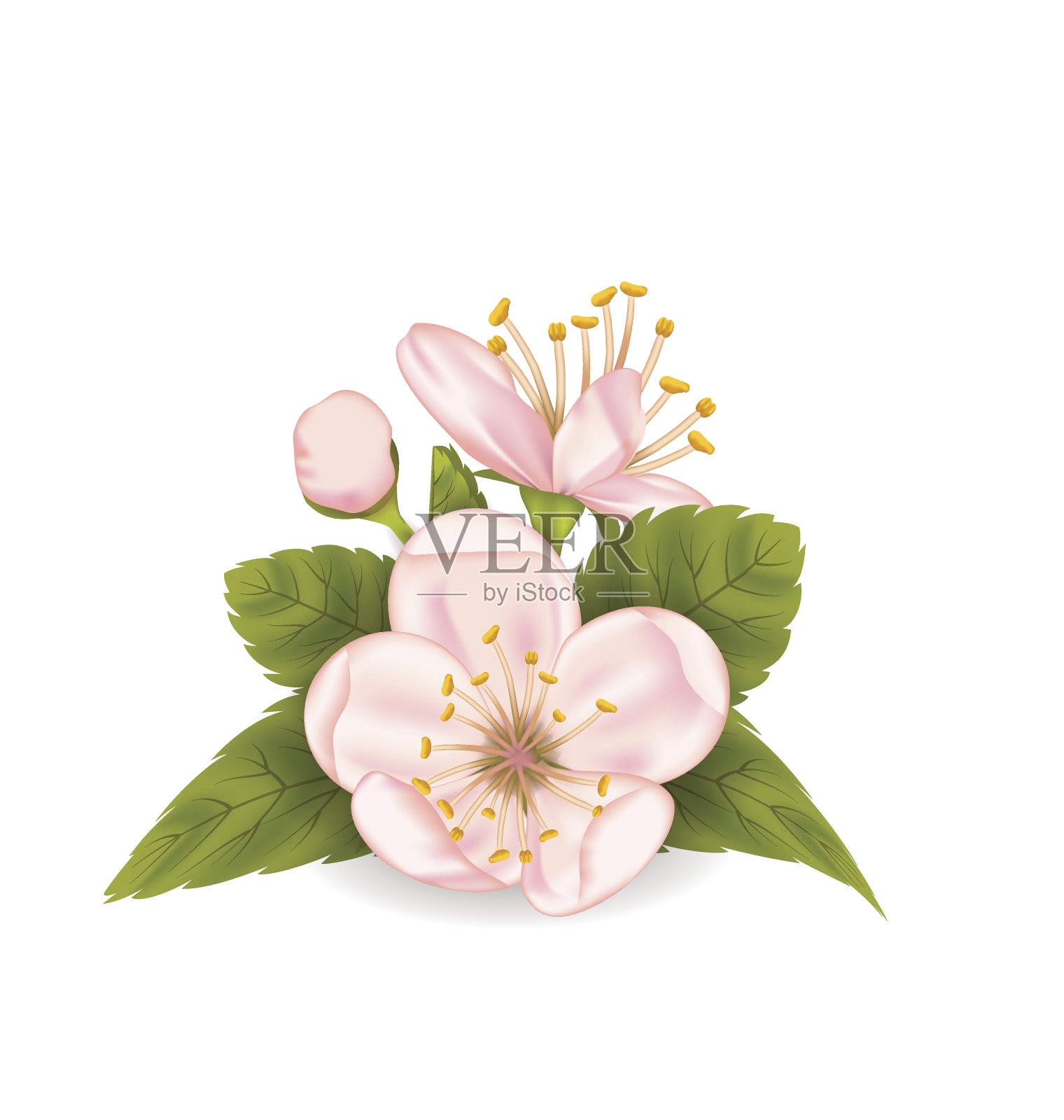 樱花与叶子孤立在白色的背景插画图片素材