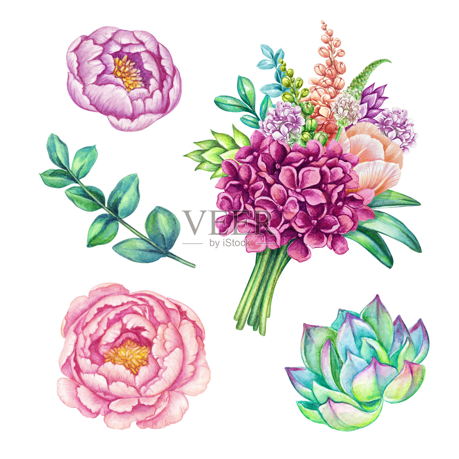 水彩插图，花卉剪辑艺术集，野花收集，花束设计元素，绣球花，牡丹，绿叶，肉质，孤立在白色的背景插画图片素材