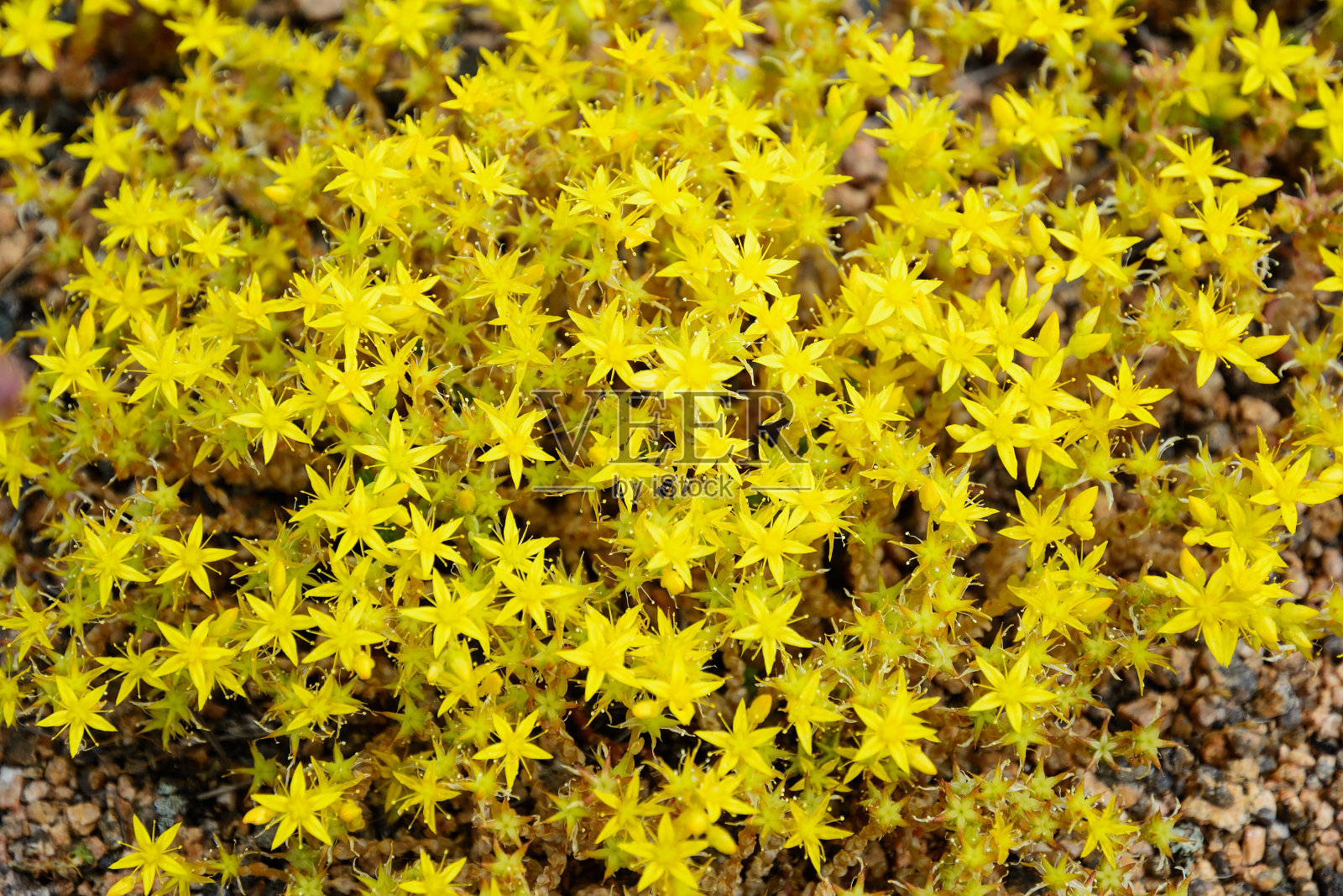 夏日里，花岗岩上长着虎耳草(数千之母)的黄色低矮野花。许多高山植物生长在岩石花园中。照片摄影图片
