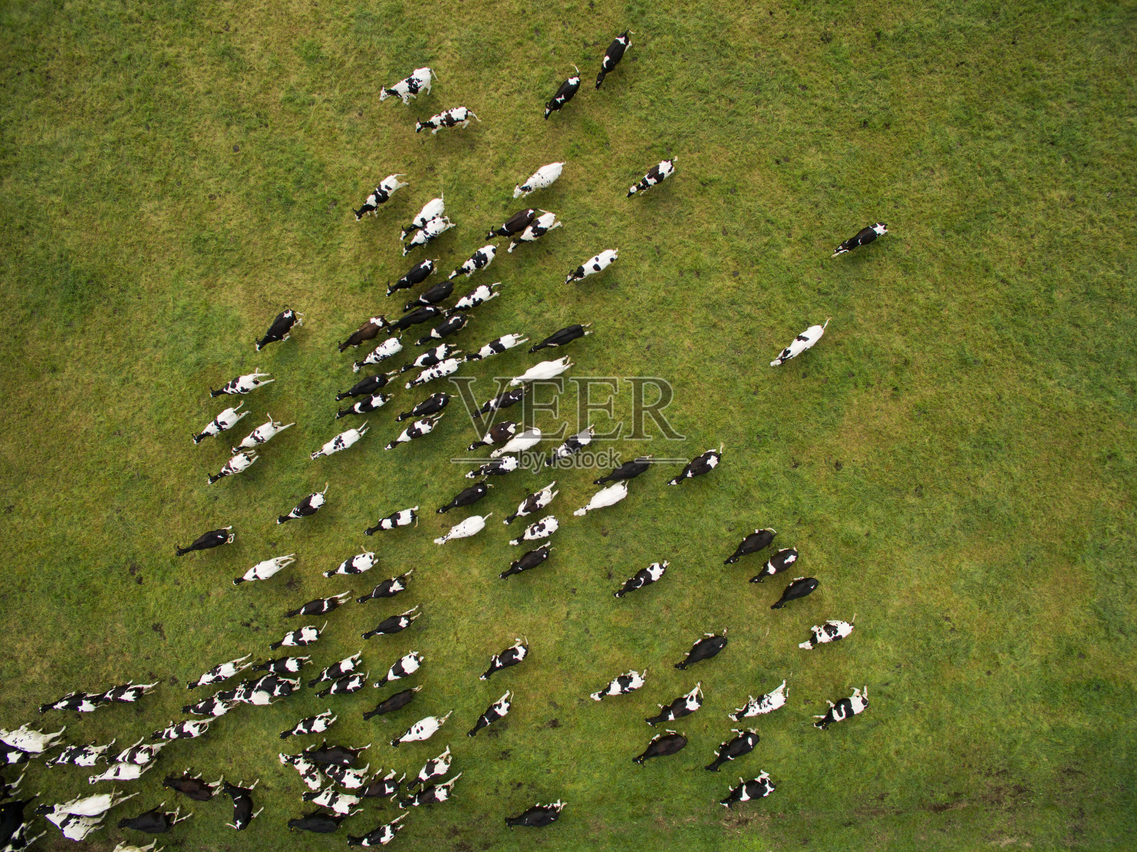鸟瞰图的牛群在绿色的牧场在德国照片摄影图片