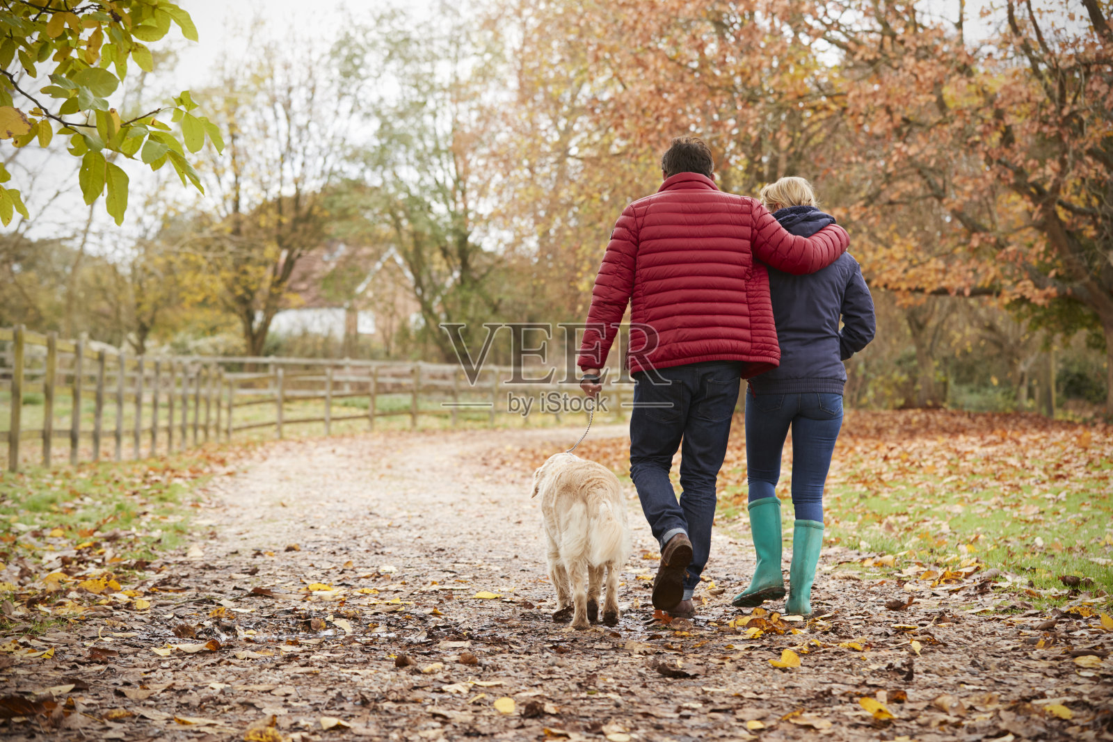成熟的夫妇在秋天与拉布拉多犬散步的后视图照片摄影图片