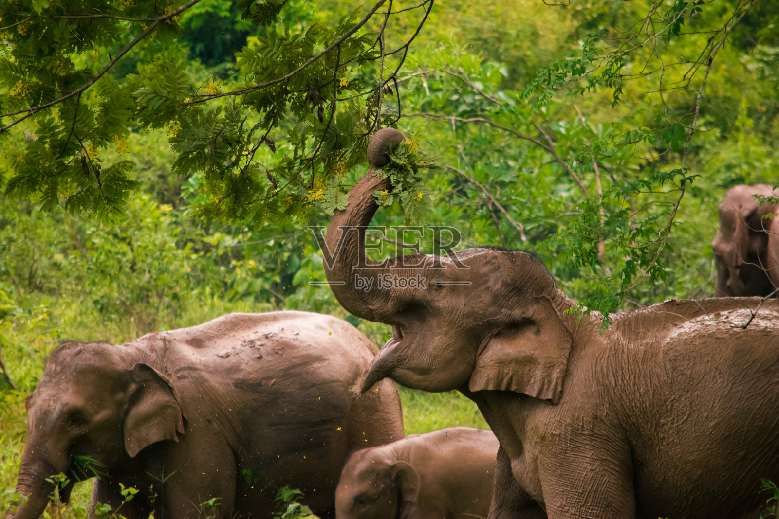 图为泰国奎布里国家公园的一群大象。照片摄影图片