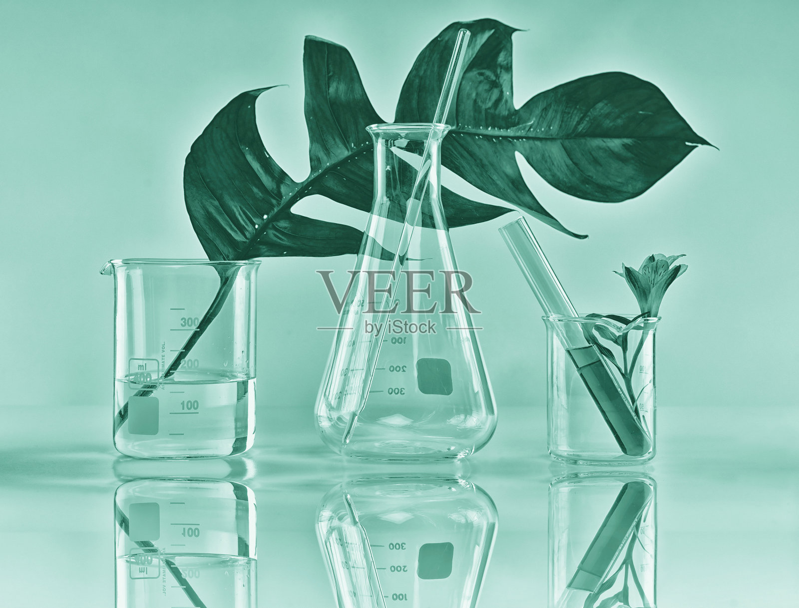 天然有机植物学和科学玻璃器皿，替代草药照片摄影图片