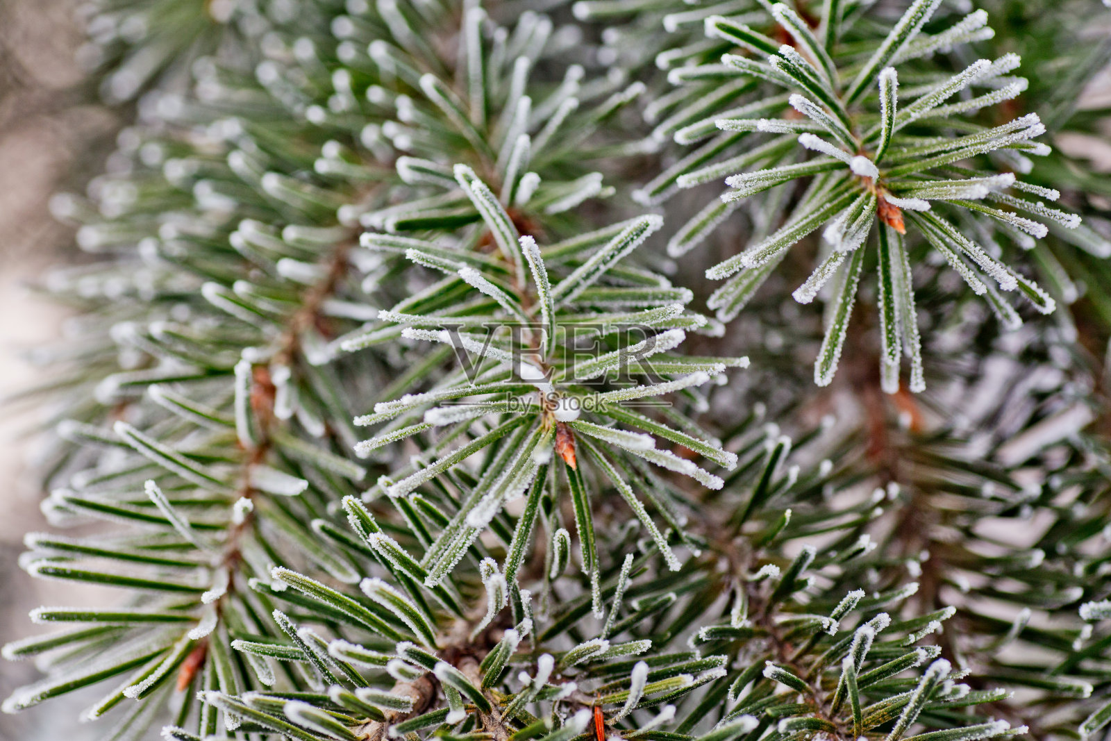 树枝上的蓝色冷杉，绿色，白色，科罗拉多蓝色云杉，云杉覆盖着白霜。新年Bekraund。复制粘贴的地方照片摄影图片