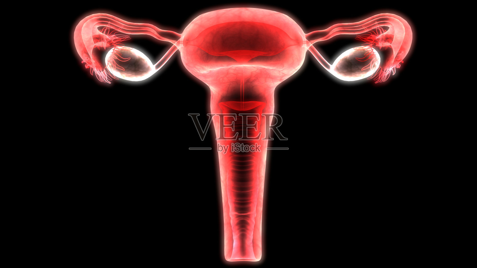 女性生殖系统解剖学照片摄影图片