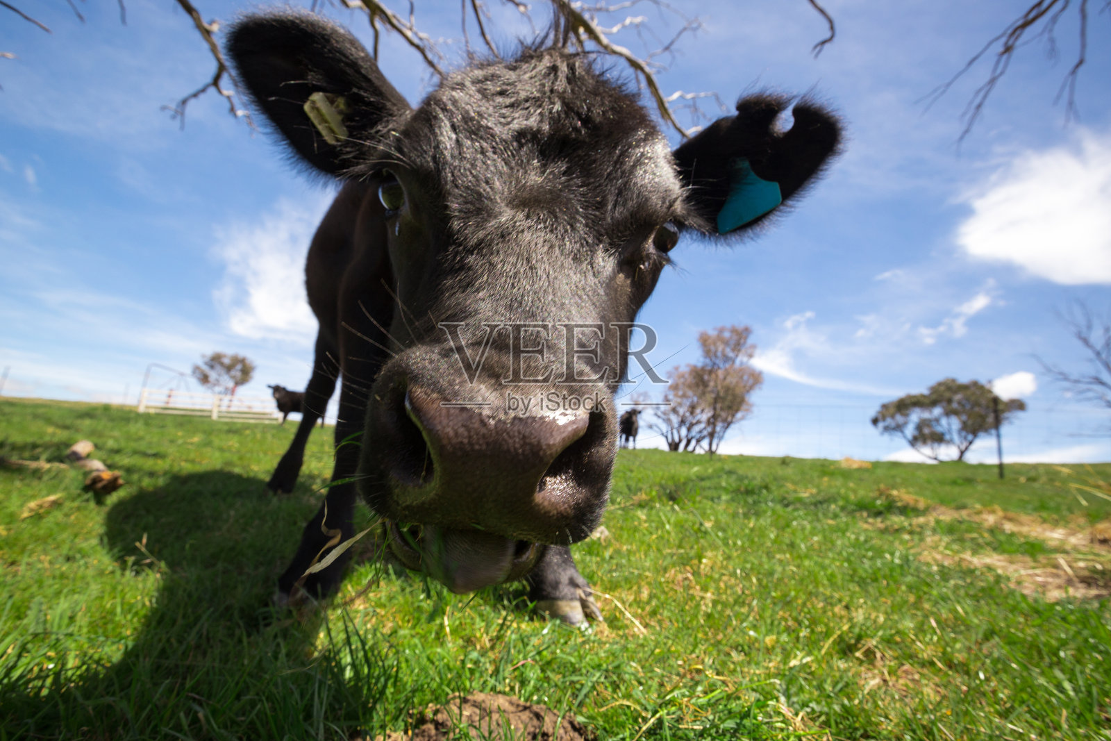 一头好奇的母牛离开牛群去调查照片摄影图片