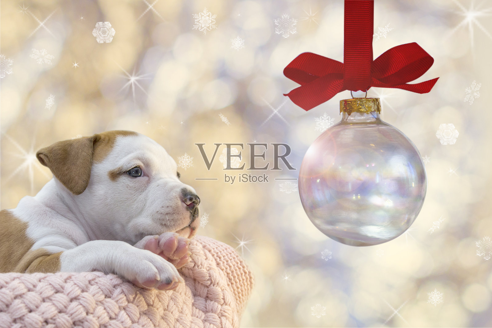 可爱的美国斯塔福德郡小狗与圣诞装饰在新年的背景照片摄影图片