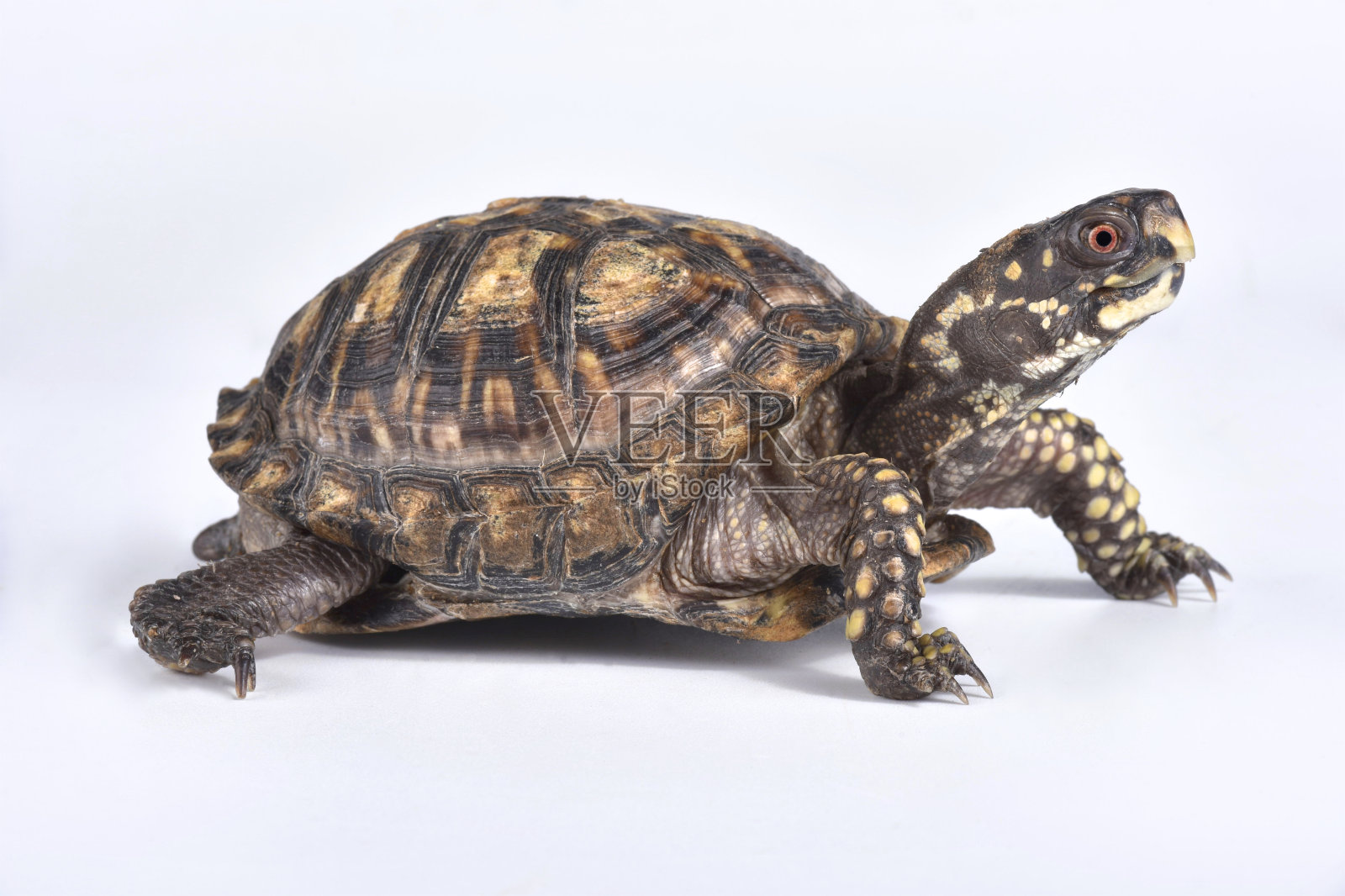 东箱龟，卡罗来纳的Terrapene照片摄影图片