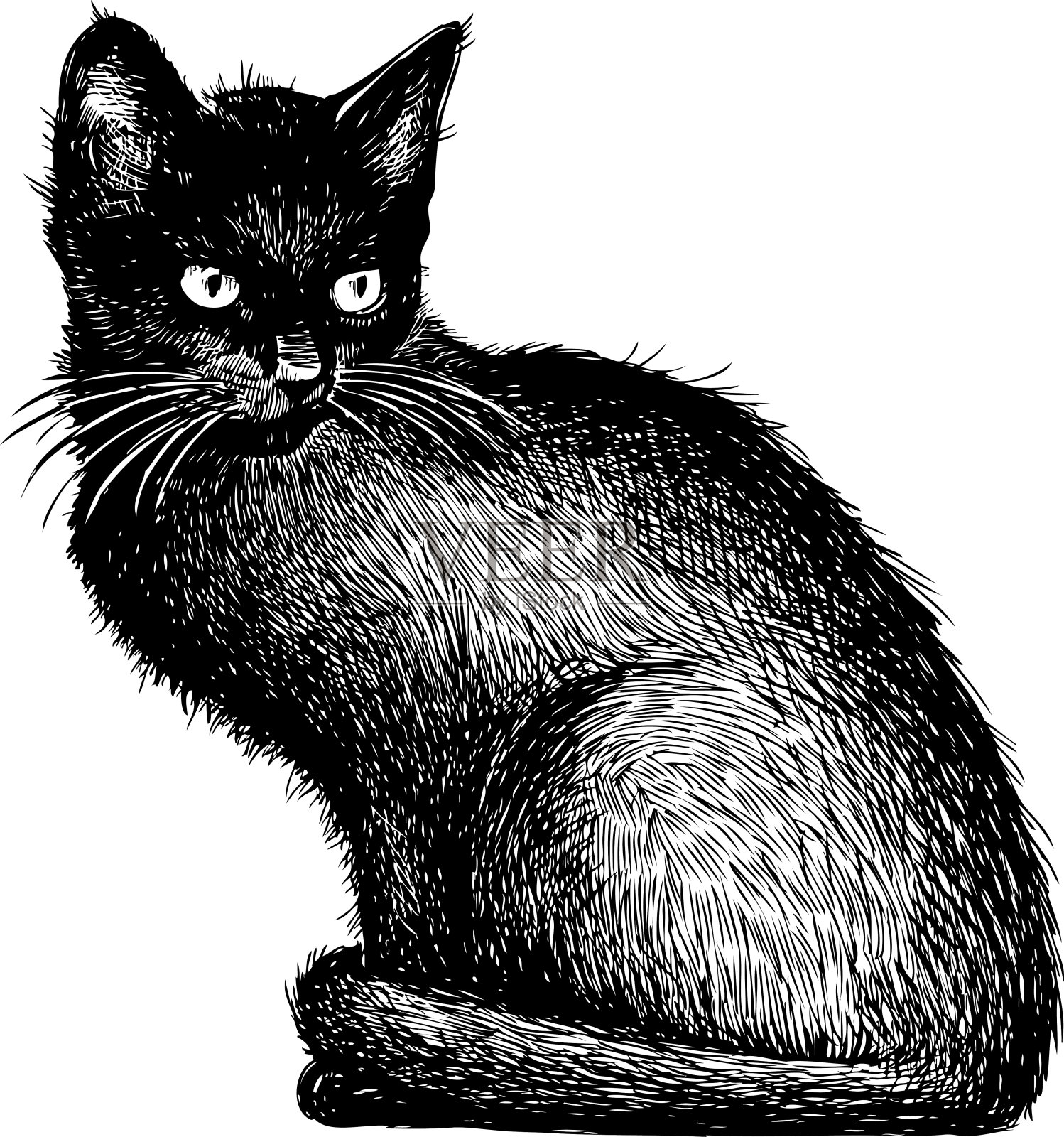 一只黑猫的素描插画图片素材