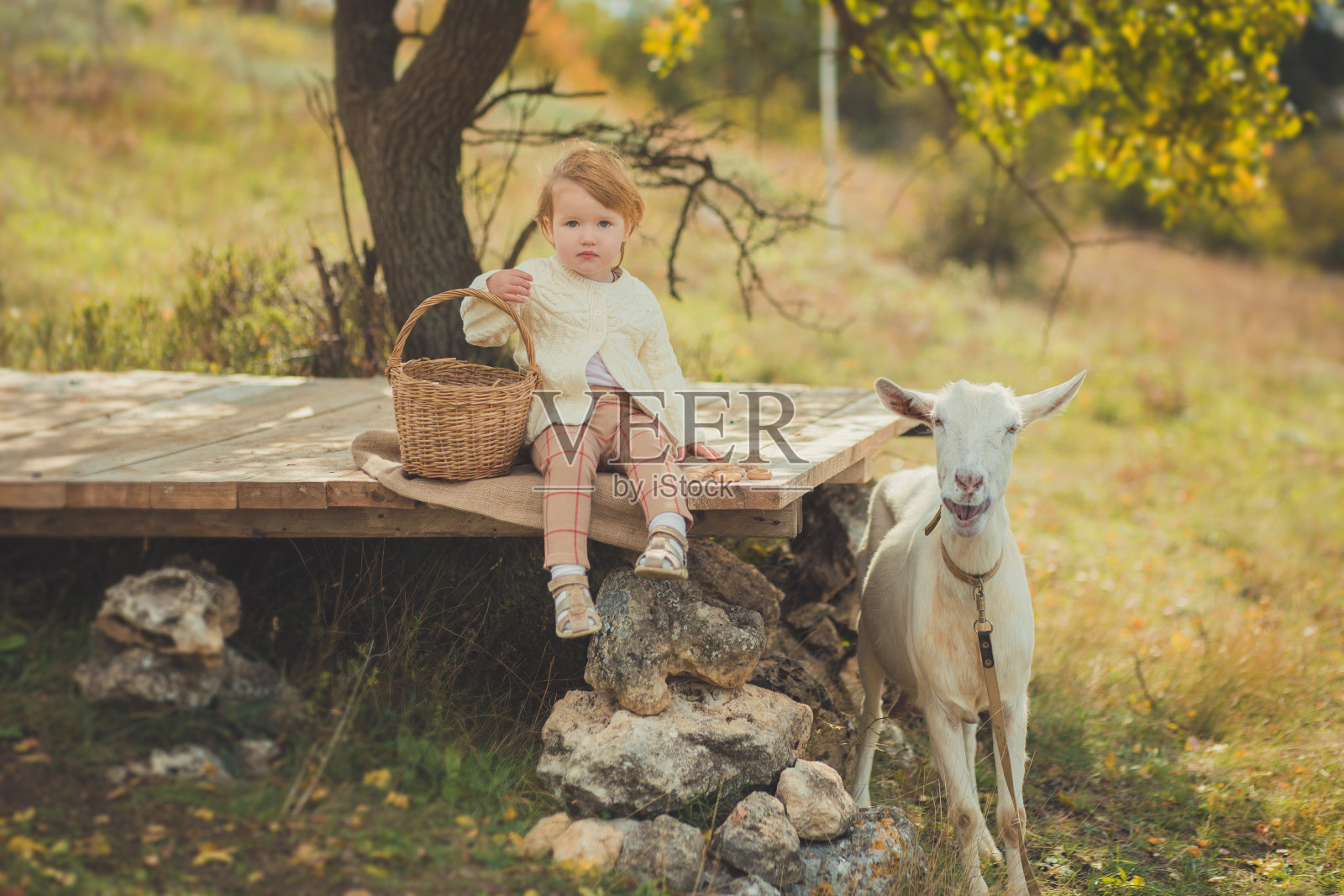 女孩漂亮时髦的穿着毛衣和金发花时间在村庄与篮子装满苹果喂养动物山羊羔羊在森林草地木制舞台照片摄影图片