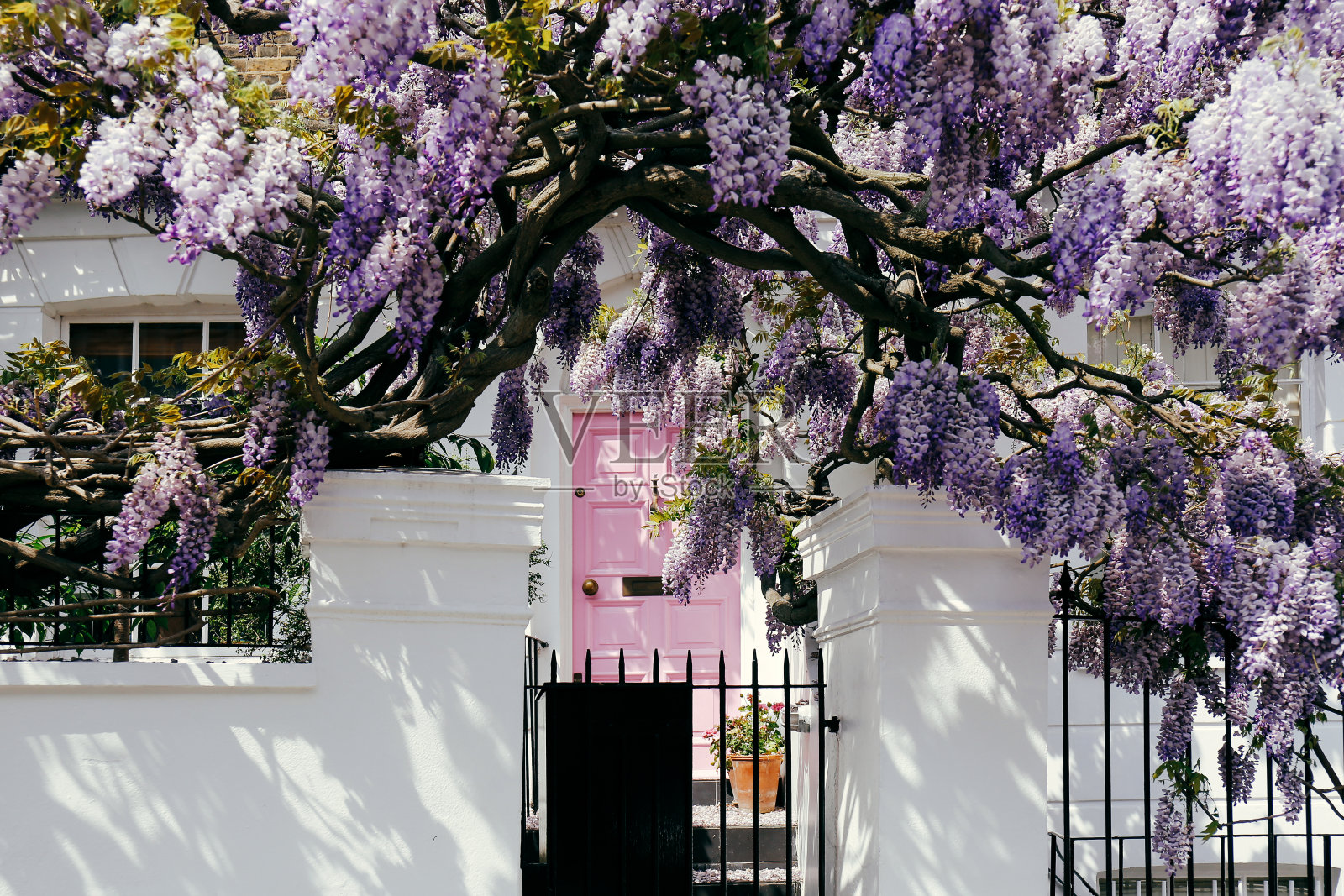 在伦敦诺丁山，盛开的紫藤树覆盖了一所房子的正面照片摄影图片