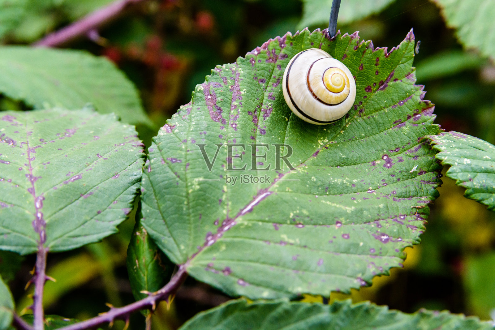 带着珍珠白色螺旋壳的花园蜗牛在荆棘的叶子上等待雨水照片摄影图片