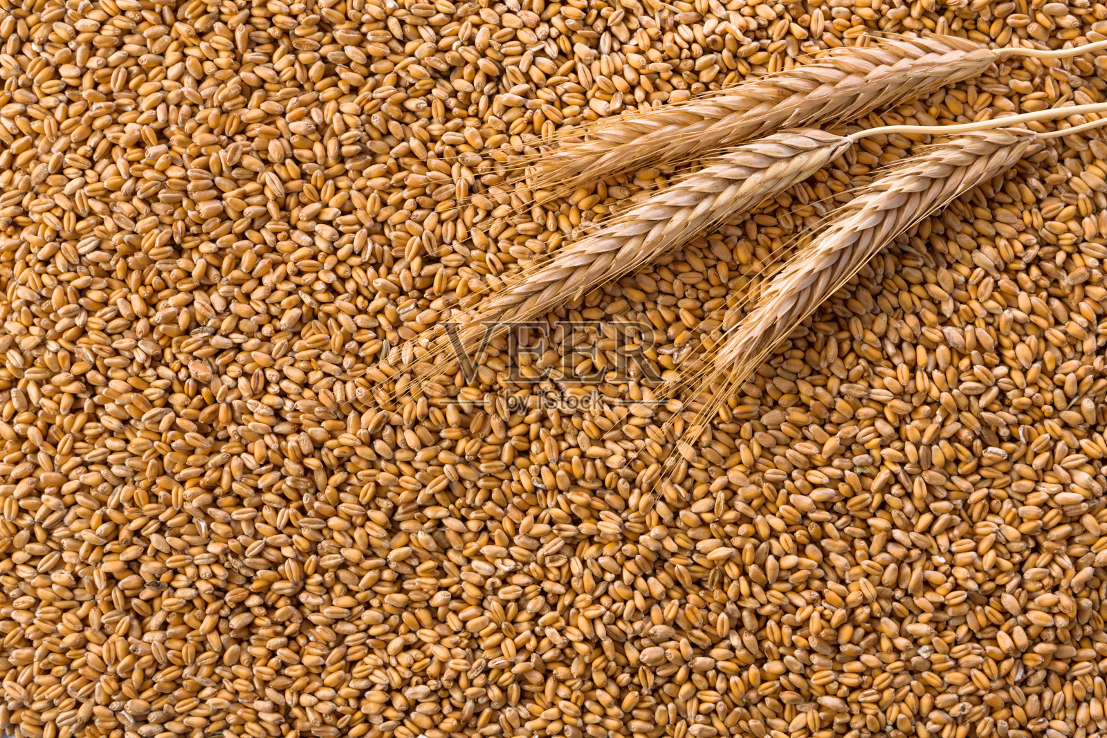 加工有机小麦谷物背景照片摄影图片
