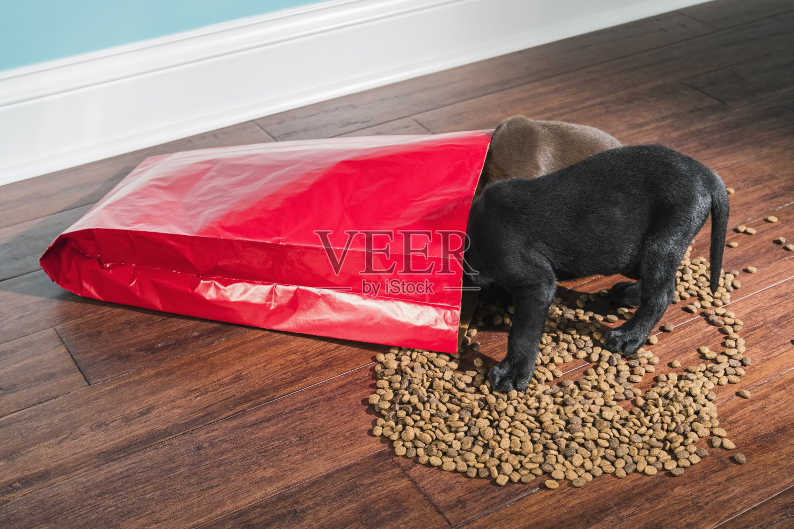 一只黑色和巧克力色的拉布拉多幼犬正在抢夺一袋洒出来的狗粮——5周大照片摄影图片