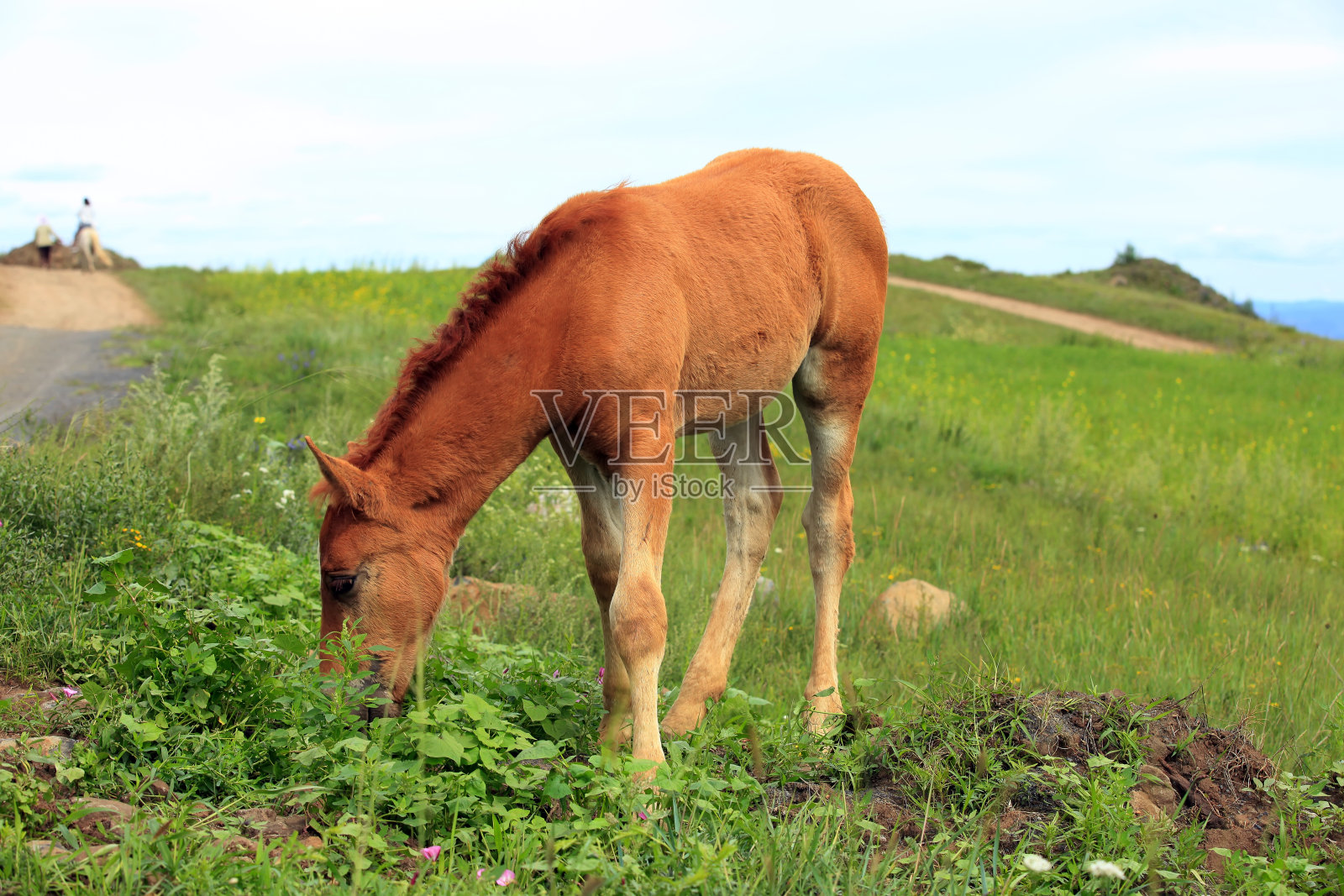 草原上的马照片摄影图片