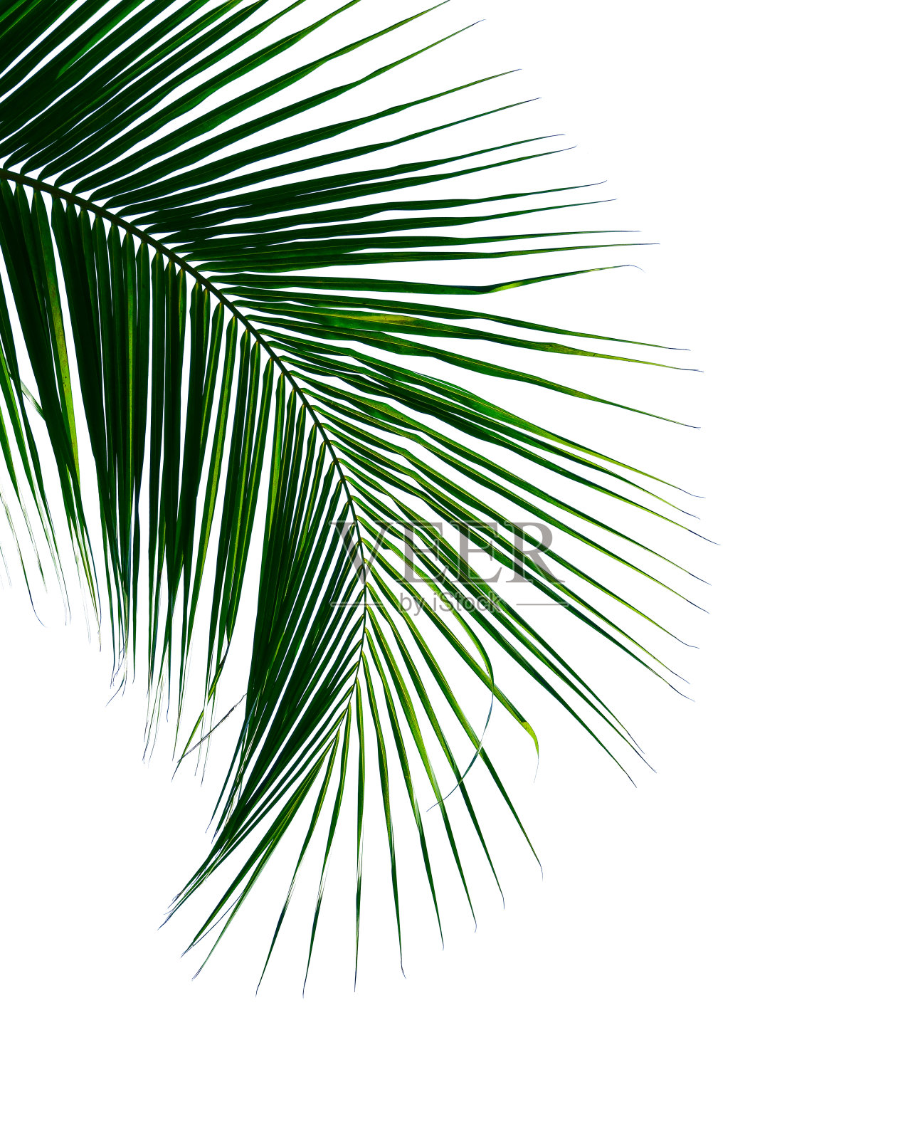 热带椰子叶孤立白色为设计元素照片摄影图片