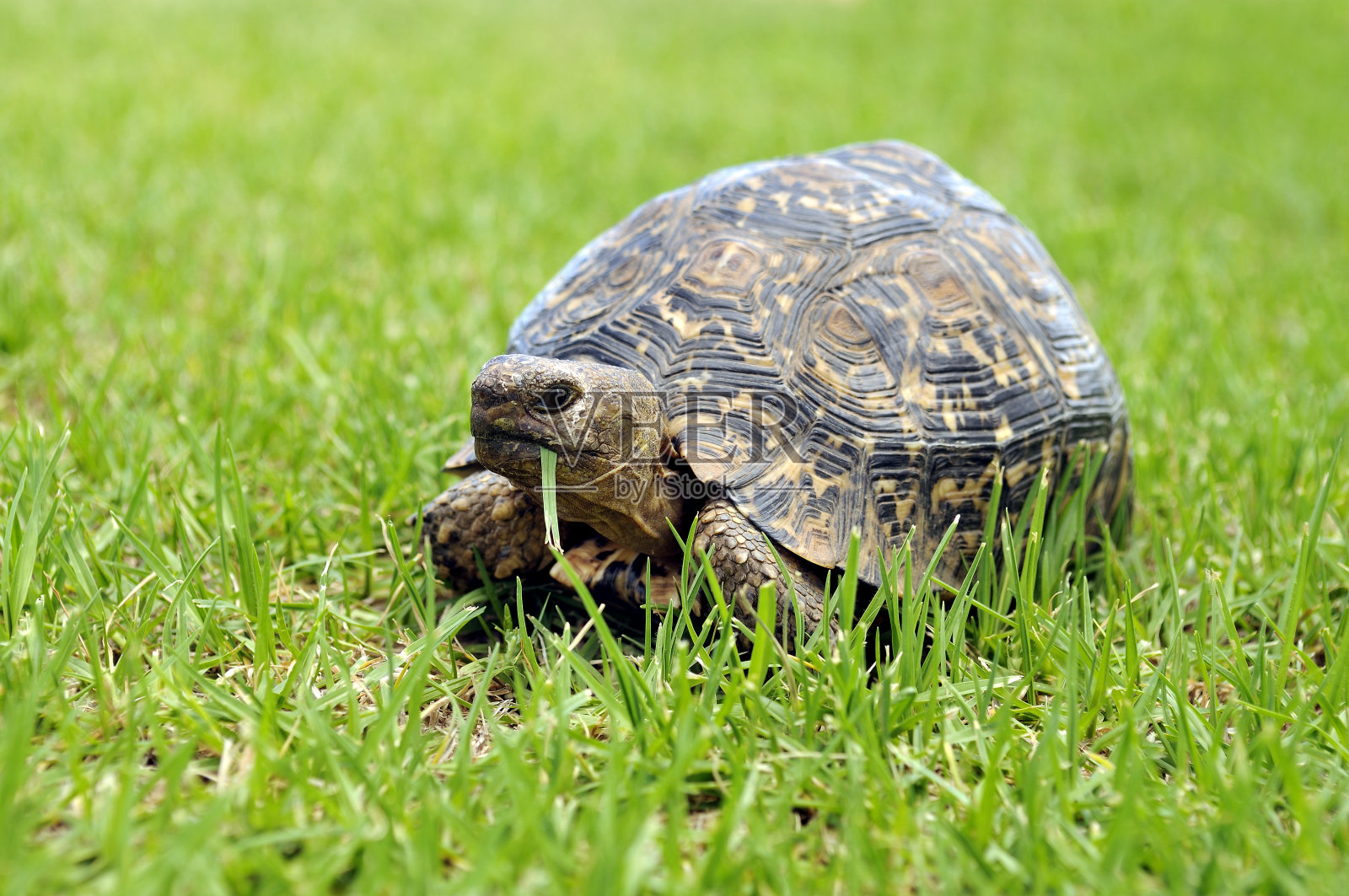 一只乌龟在草坪上吃草的特写照片摄影图片