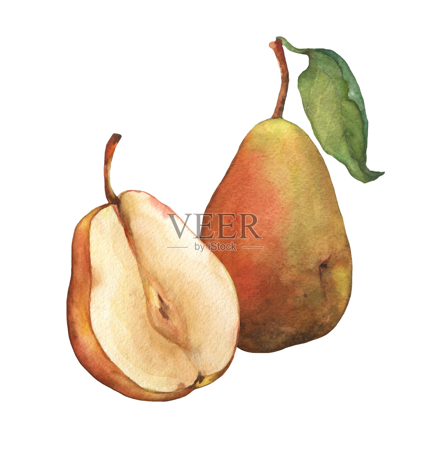 整个新鲜梨和梨切成两半，露出果肉和里面的种子。水彩手绘插图上孤立的白色背景。插画图片素材