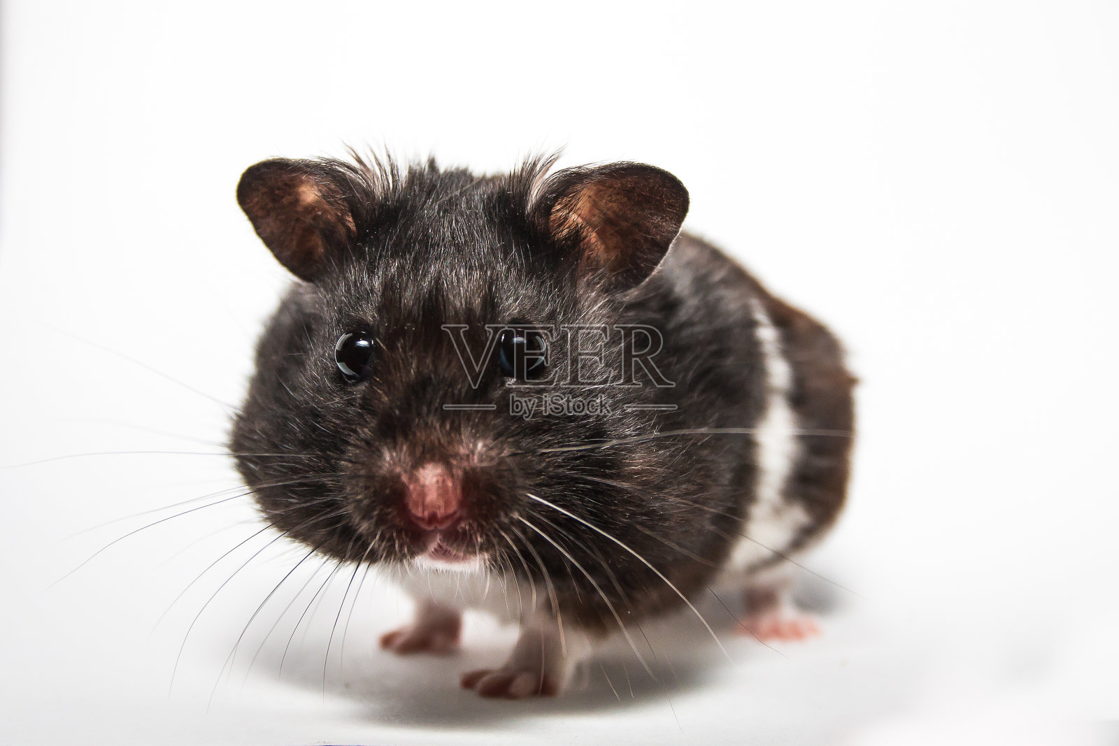 黑色叙利亚仓鼠，工作室与白色背景照片摄影图片