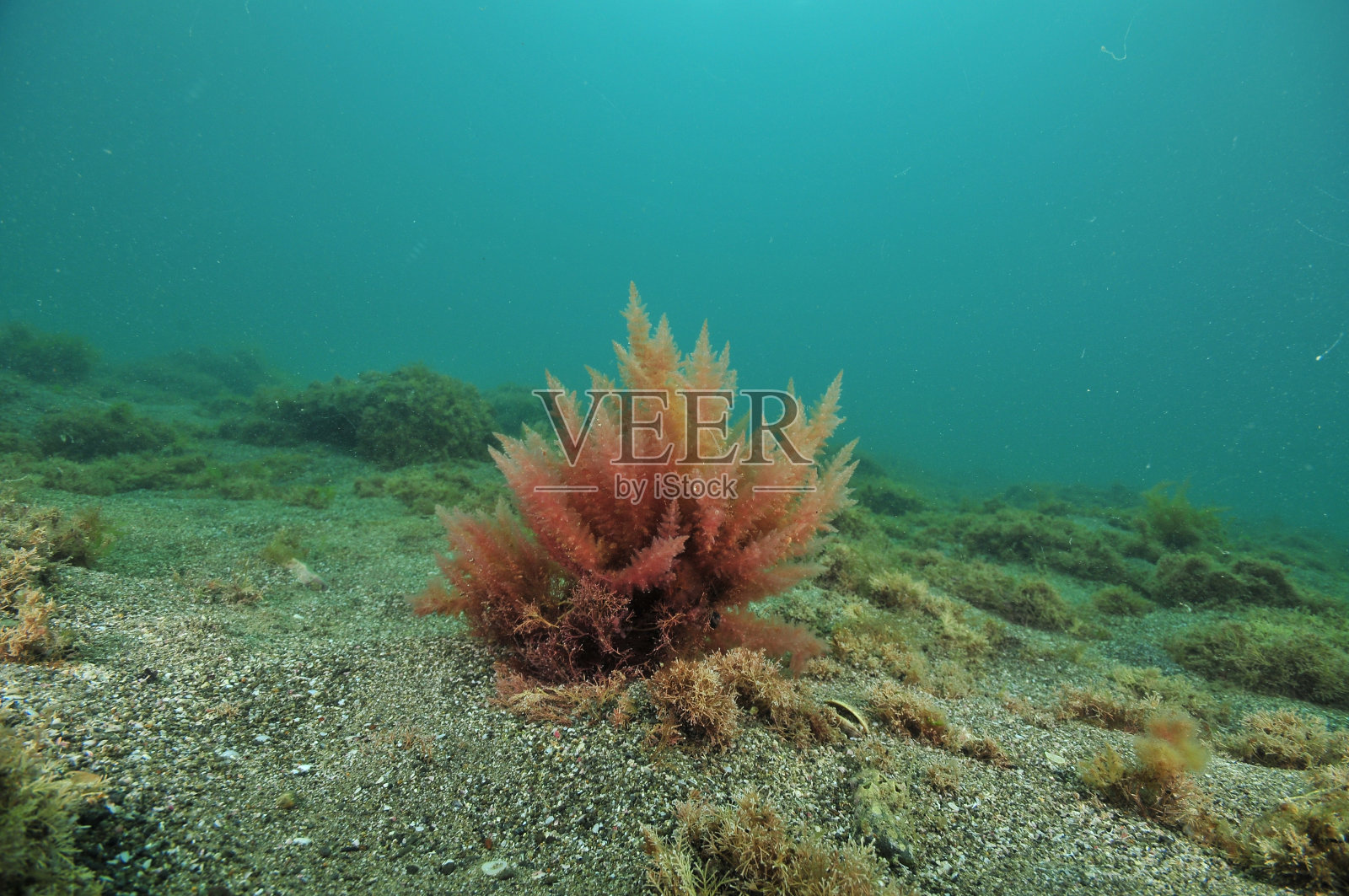 红色海藻布什照片摄影图片