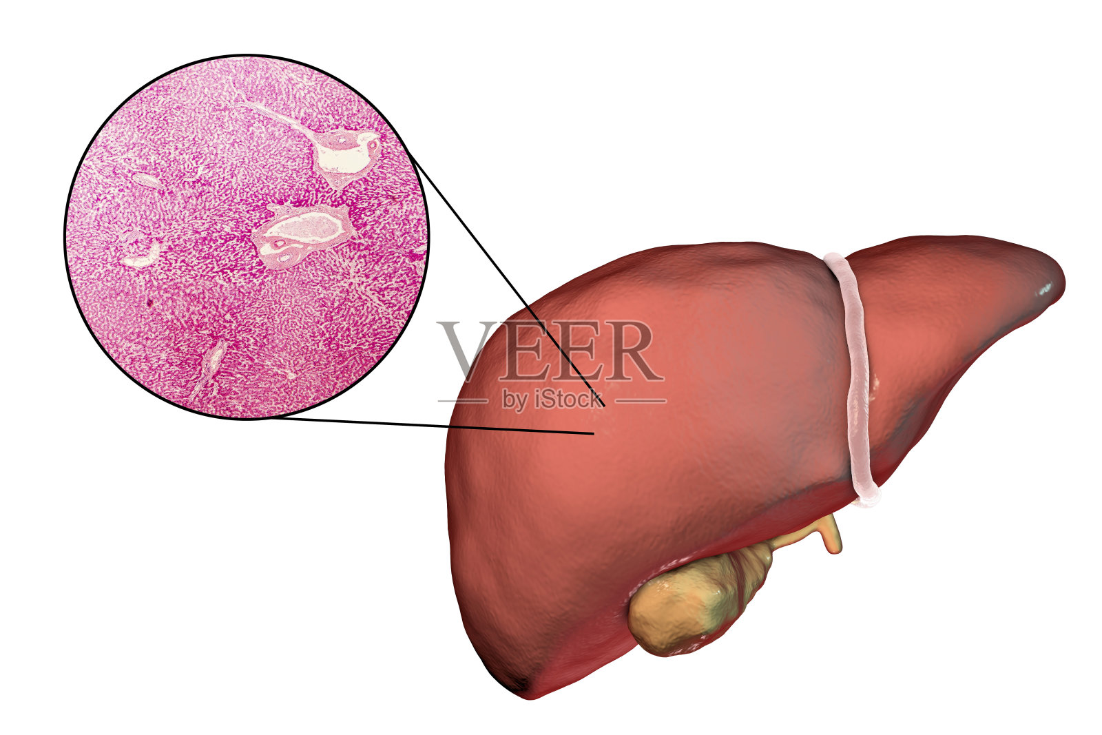白色背景下分离的肝和显微镜下的肝组织照片摄影图片