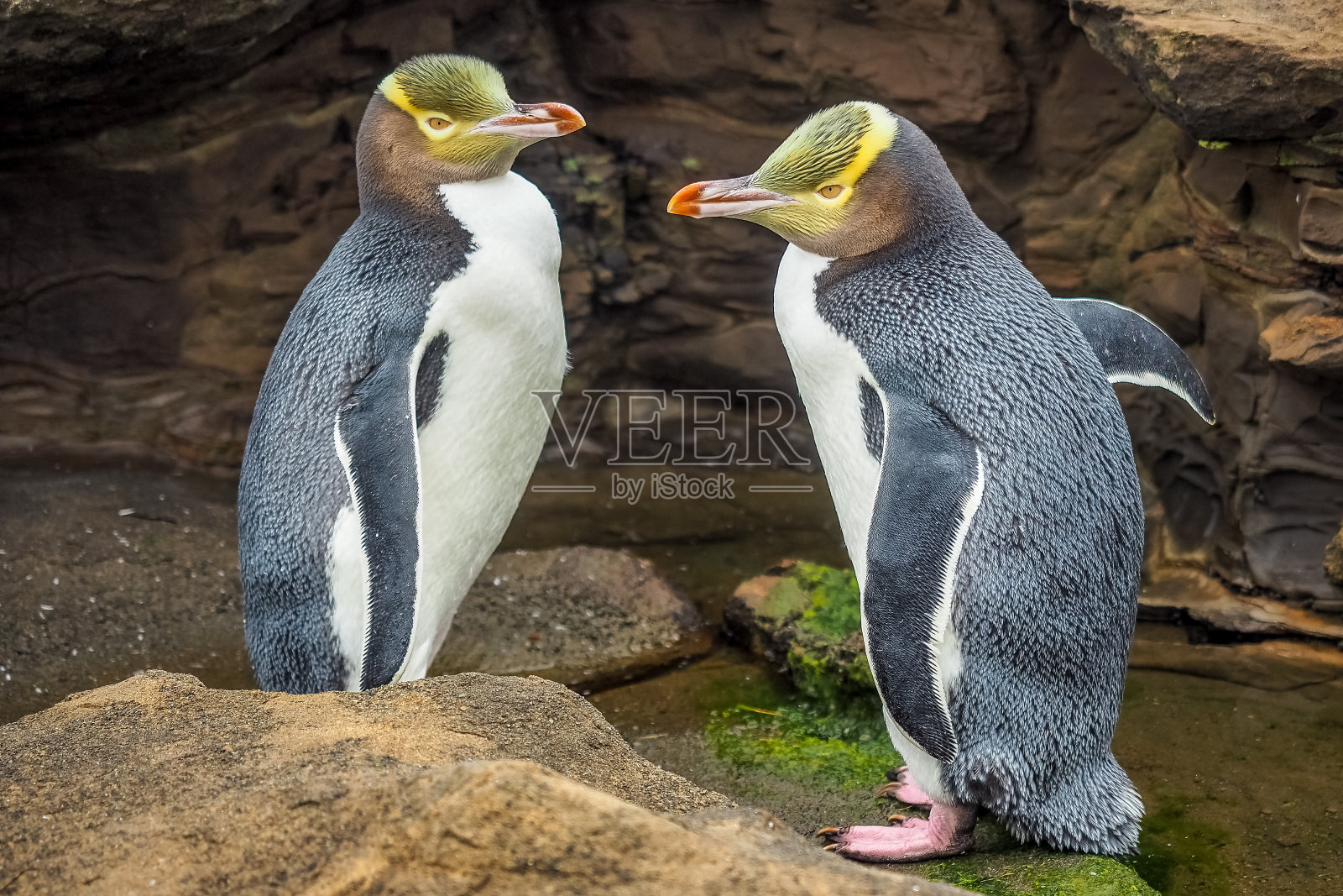 两只黄眼企鹅在野外。新西兰本土企鹅。照片摄影图片