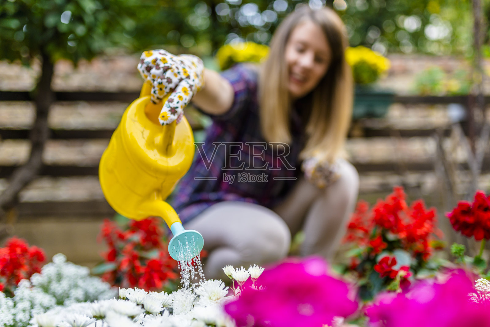 女园丁在花园的花坛上浇水。夏天在外面浇植物的女人。年轻女子在花园里干活照片摄影图片