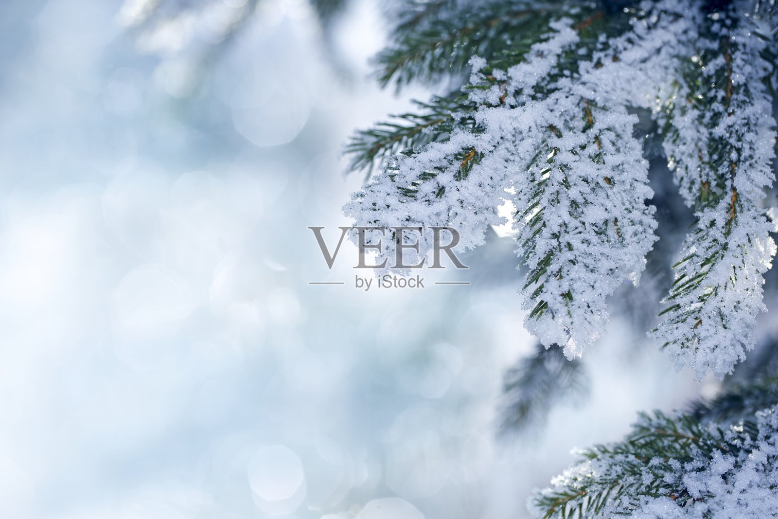 冬天的景象-结霜的松枝照片摄影图片