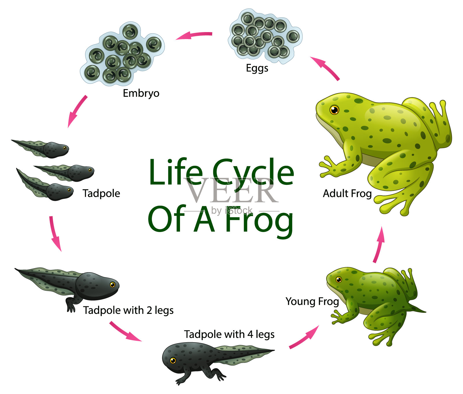 青蛙的生命周期插画图片素材