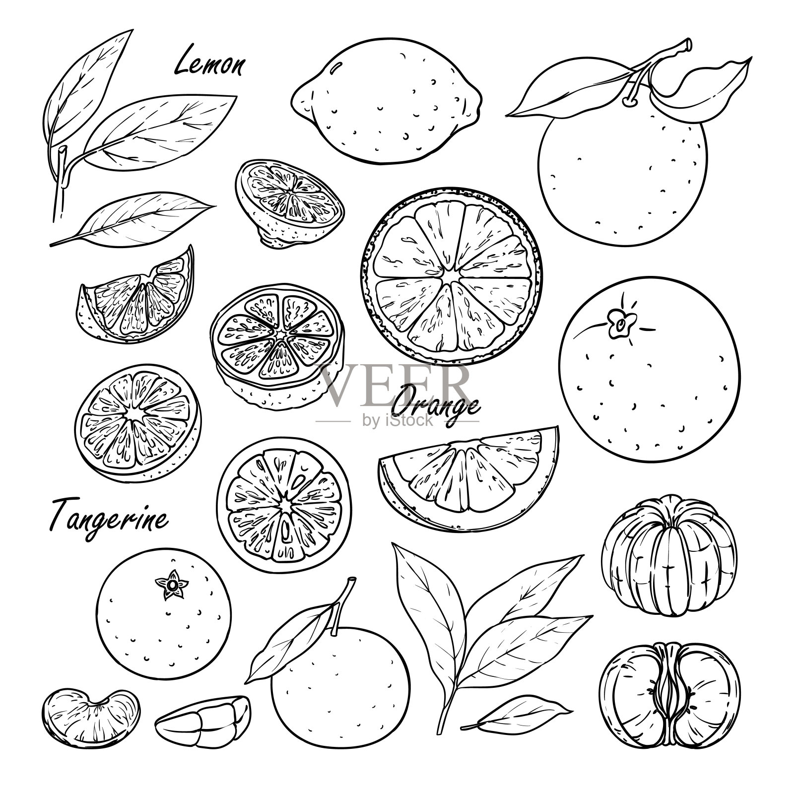 收集的水果:柠檬，橙子，橘子孤立的白色设计元素图片