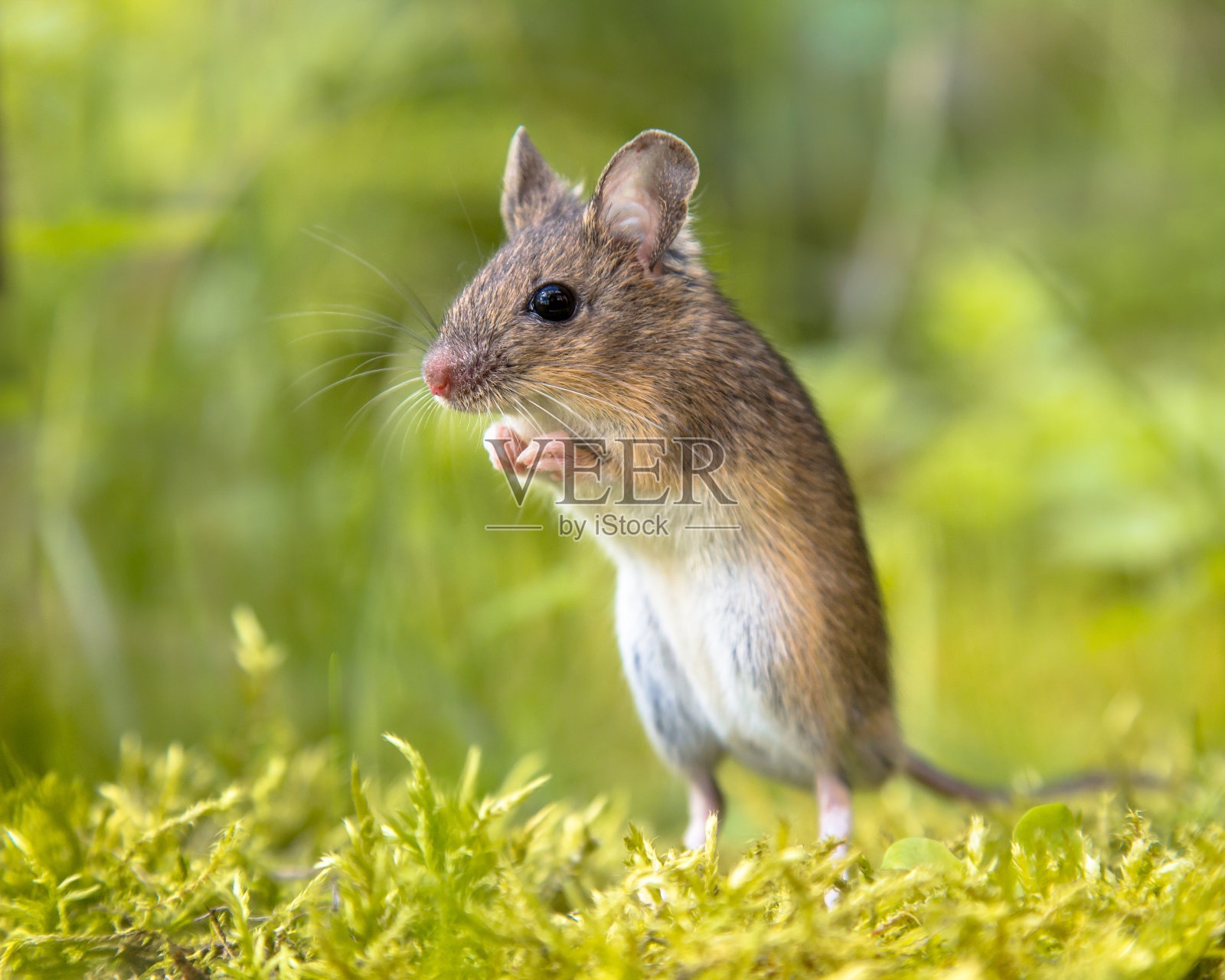 直立木鼠，绿色环境照片摄影图片