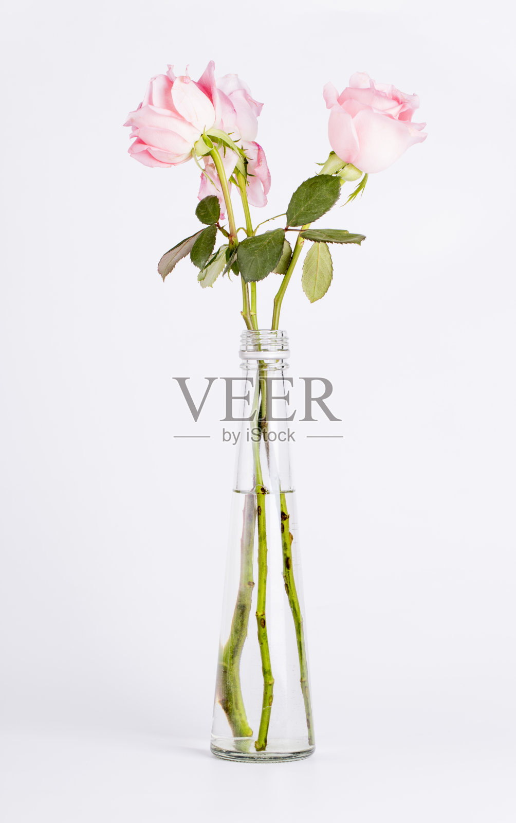 花瓶里的玫瑰花。照片摄影图片