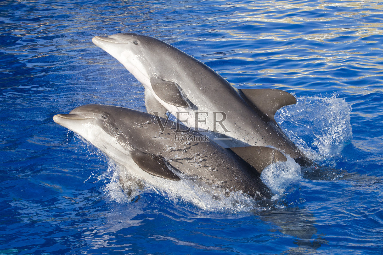 海豚照片摄影图片