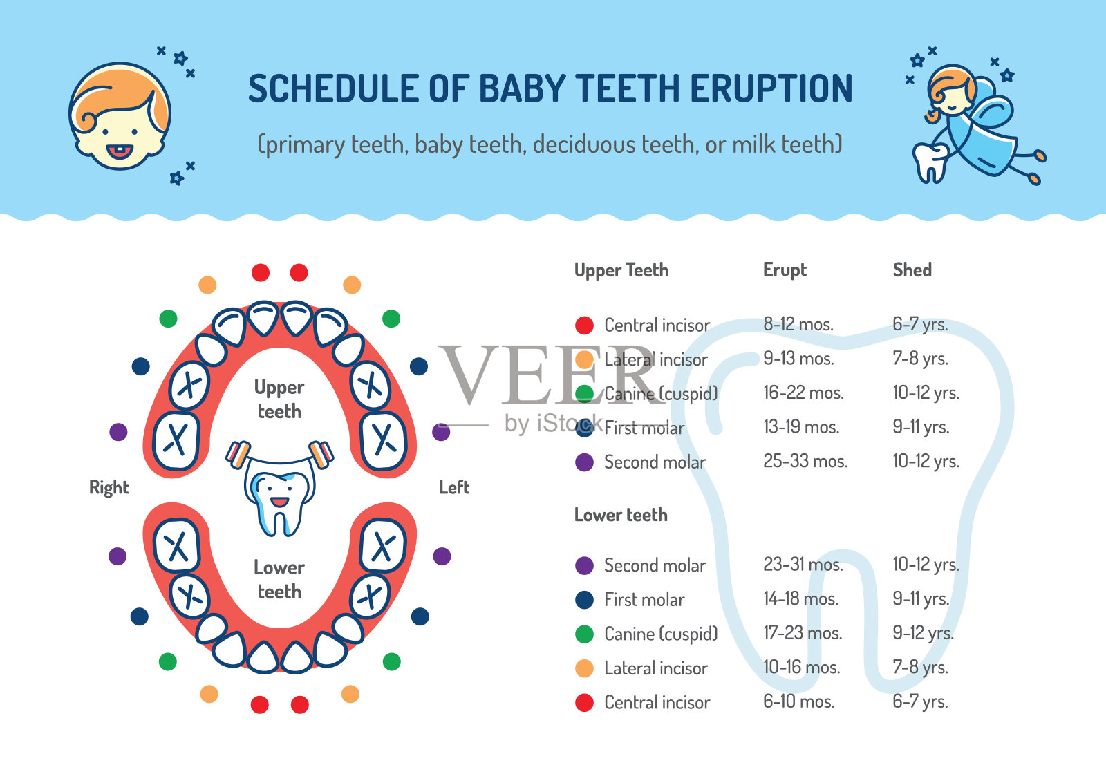 乳牙长出时间表。乳牙，乳牙。儿童牙科信息图牙科保健插画图片素材