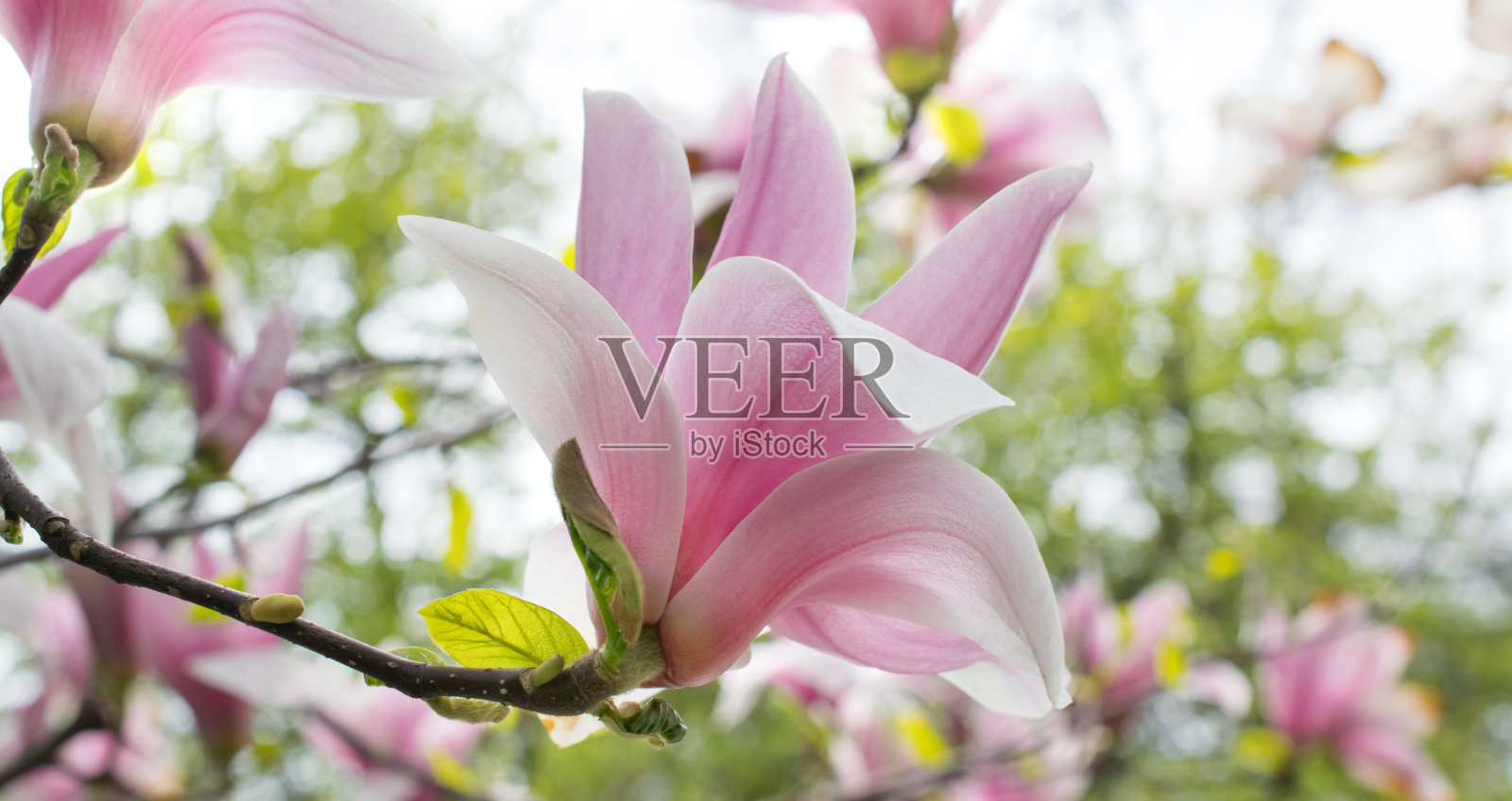 背景与盛开的粉红色木兰花照片摄影图片