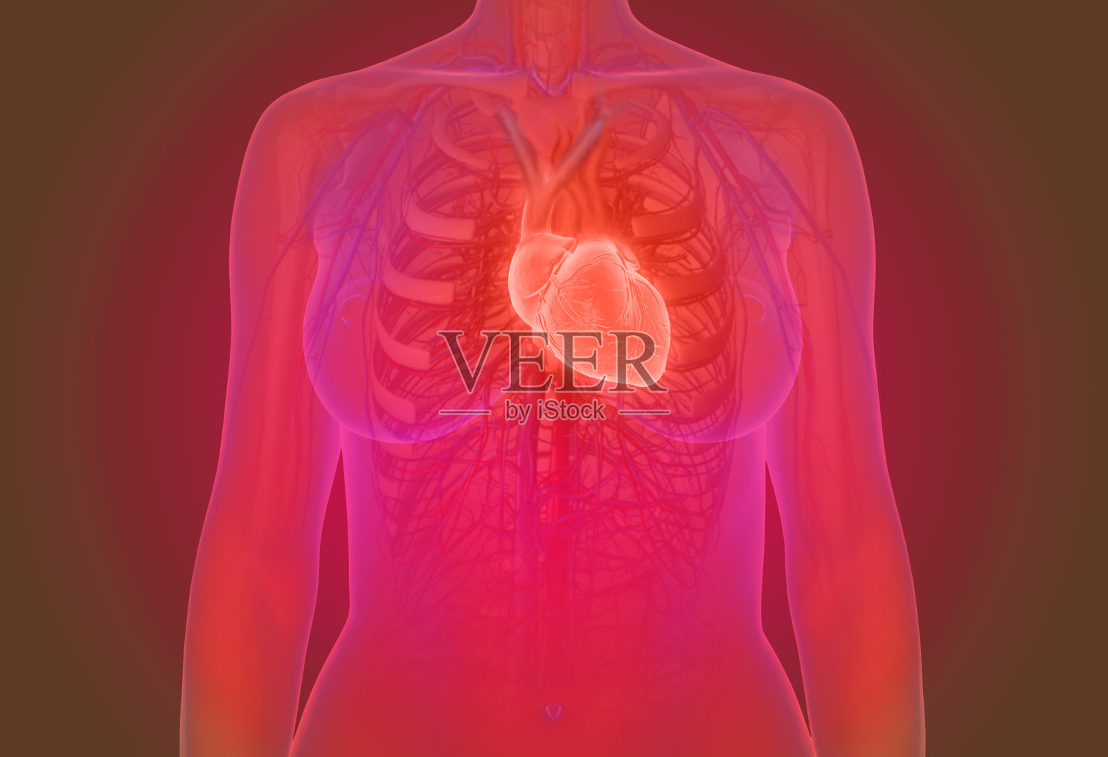 女性心脏解剖的3d插图照片摄影图片