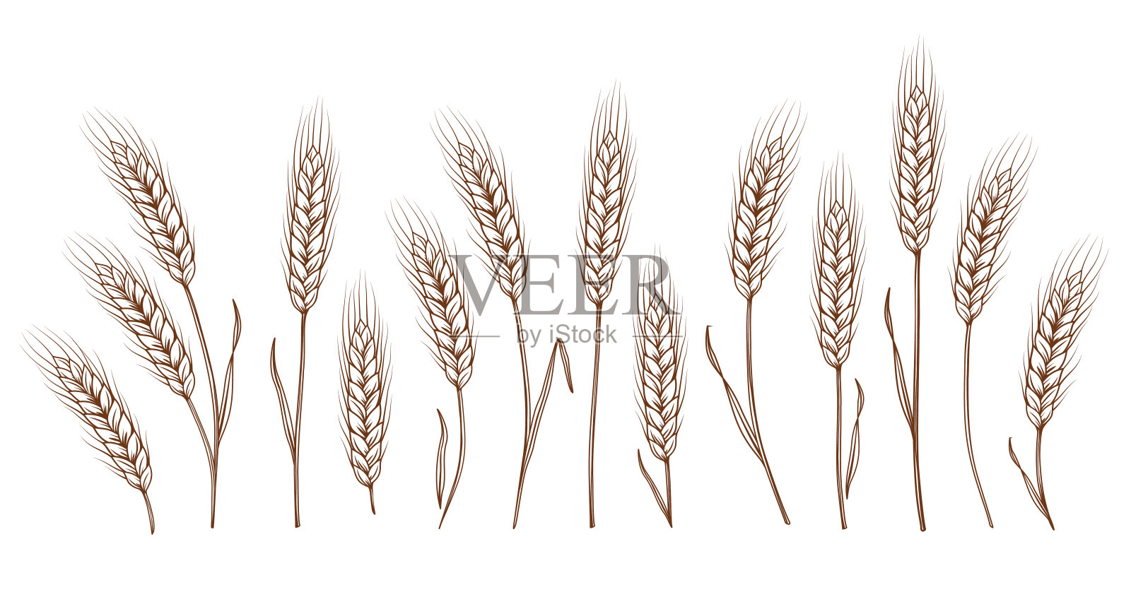 一套手绘的麦穗插画图片素材