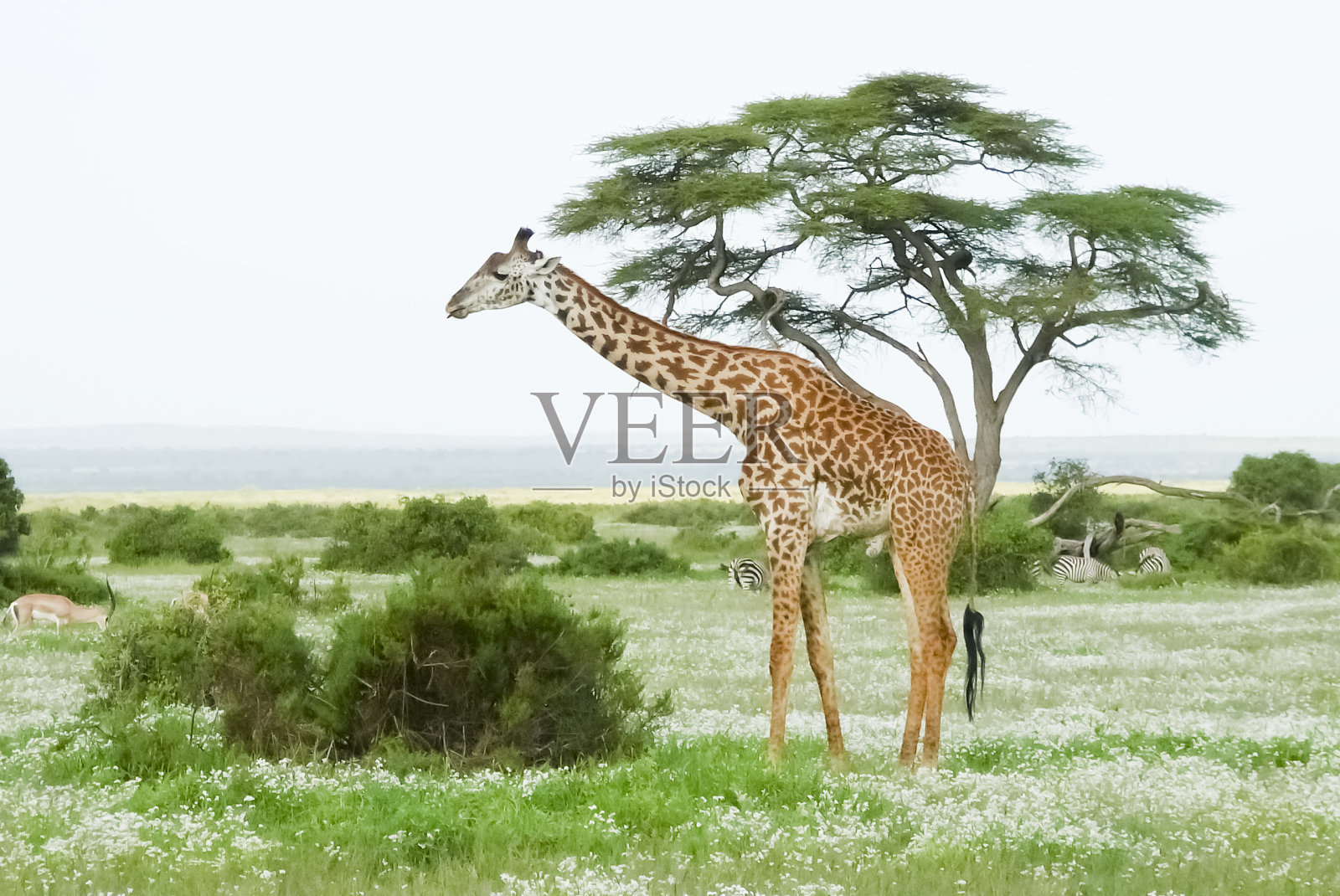 在非洲的长颈鹿照片摄影图片
