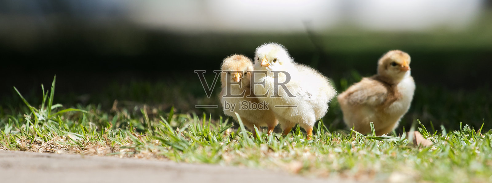 小鸡和妈妈在草地上寻找食物的特写照片摄影图片