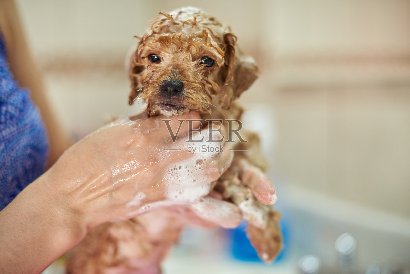 湿在洗发水棕色小狗照片摄影图片