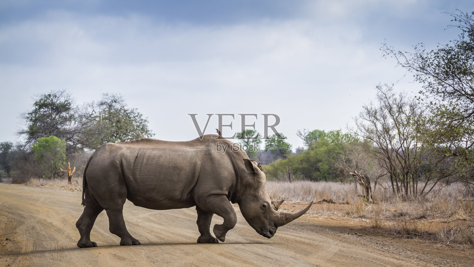 南非克鲁格国家公园的南白犀牛照片摄影图片