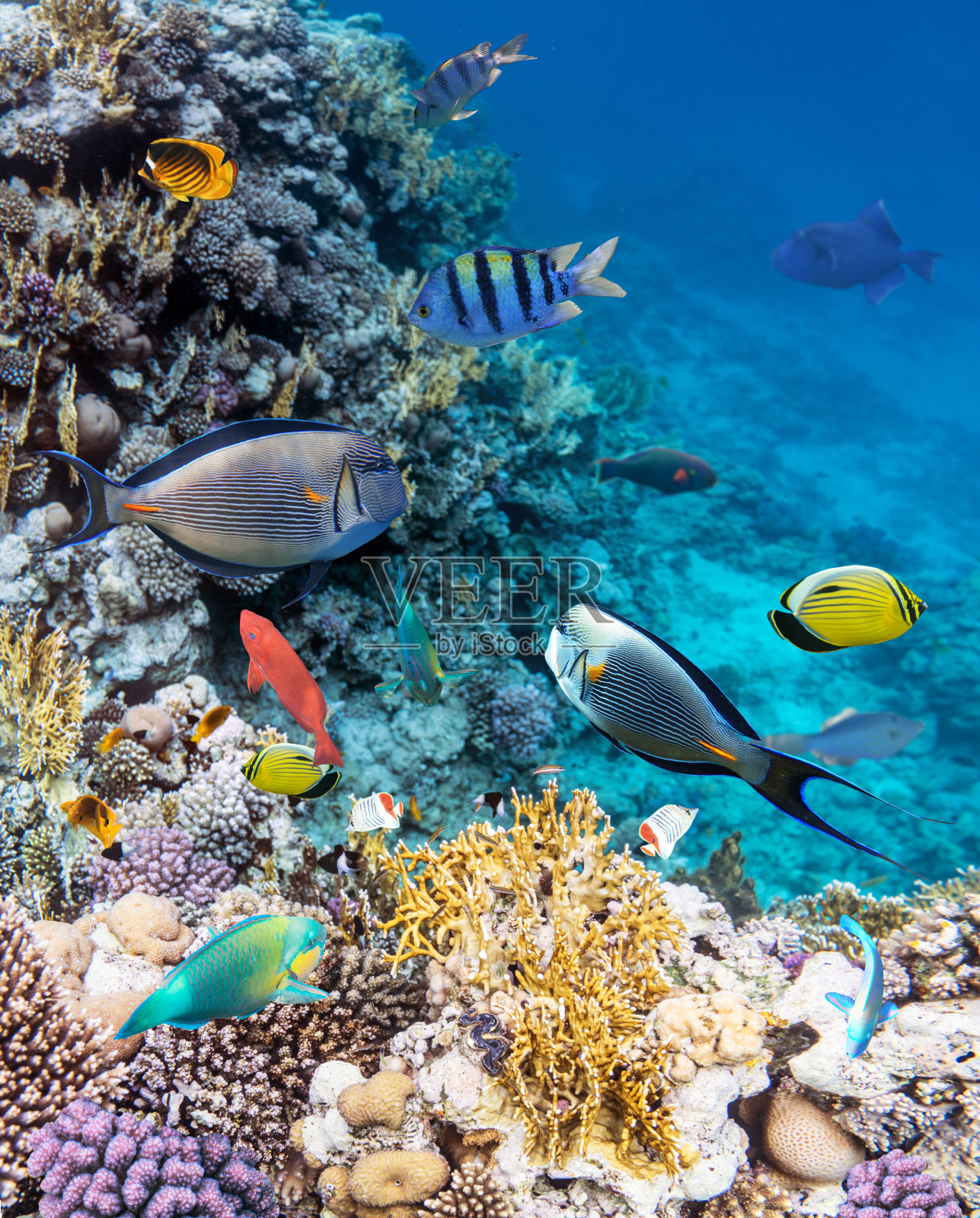 红海中色彩斑斓的珊瑚礁鱼类。照片摄影图片