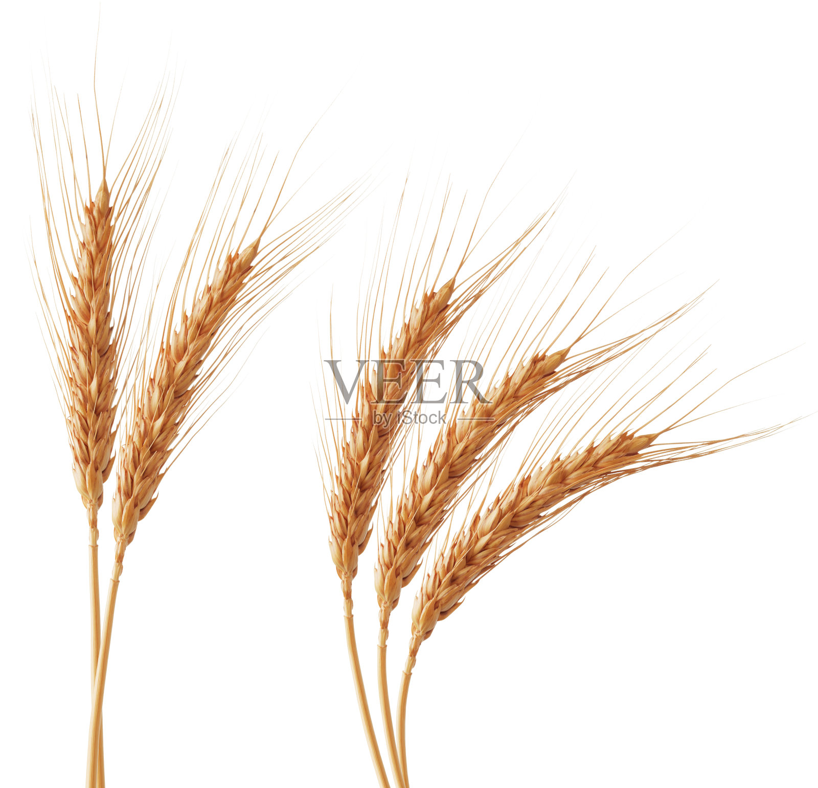 小麦的耳朵照片摄影图片