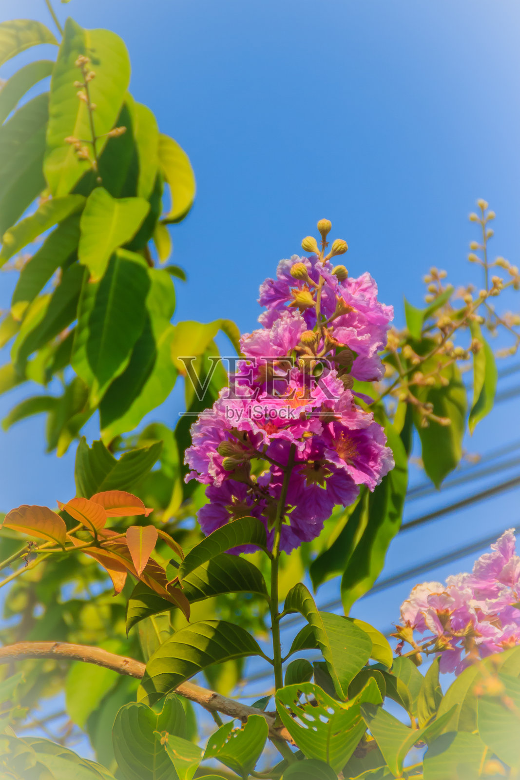 紫色的花和绿色的叶子的皇后花(紫薇)在树上与蓝天背景。照片摄影图片