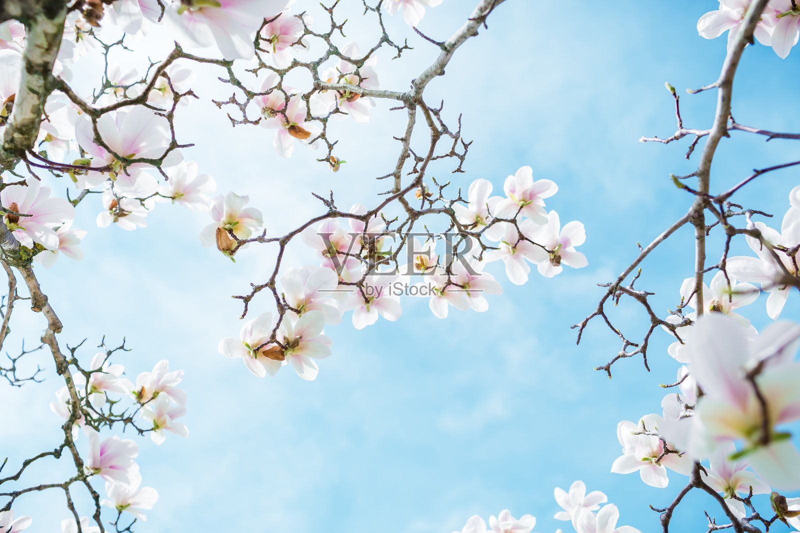 盛开的白玉兰在春天的公园和蓝天。花的背景照片摄影图片