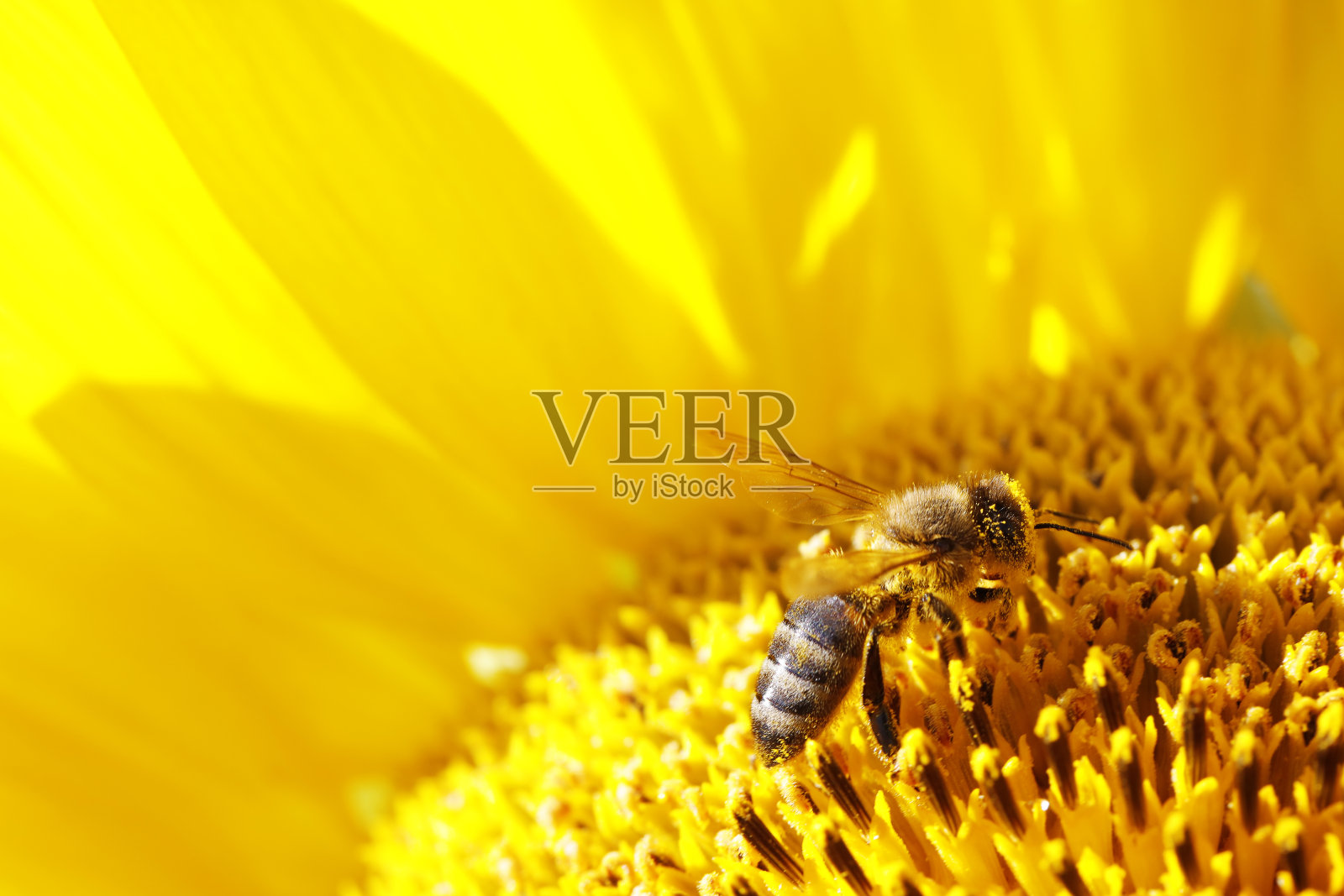 采自向日葵花蜜的欧洲蜜蜂(意大利蜜蜂)照片摄影图片