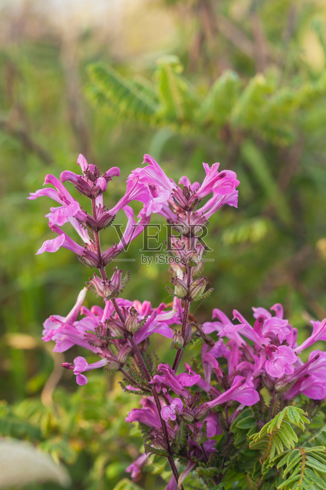 蒲青道是泰国大琅清道高山上的一种罕见的花。照片摄影图片