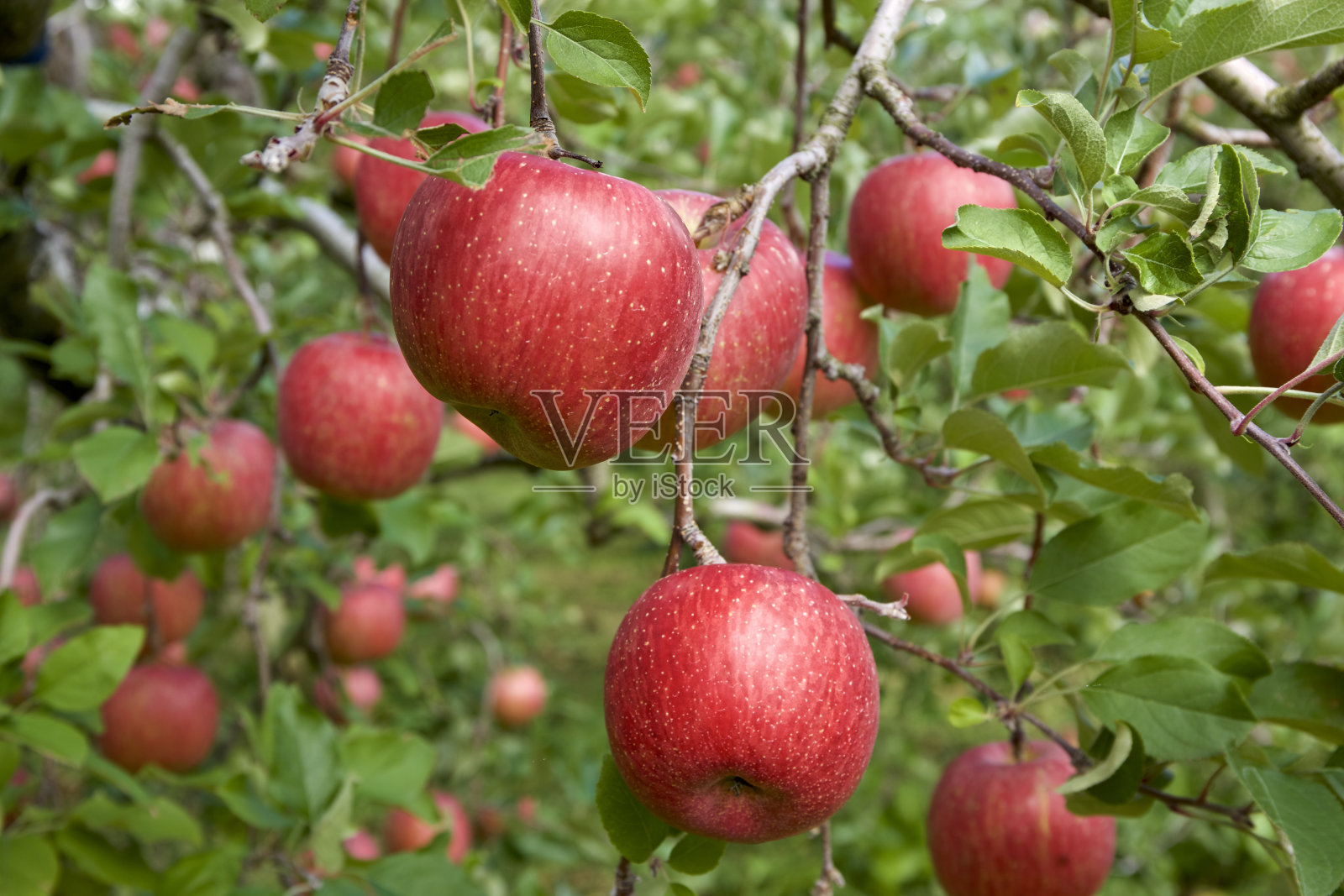 日本果园里的苹果照片摄影图片
