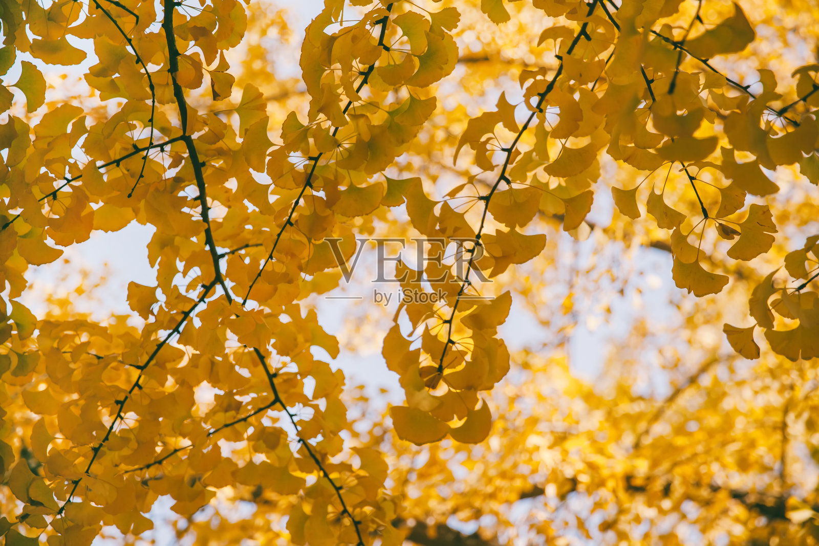 秋天银杏树木照片摄影图片